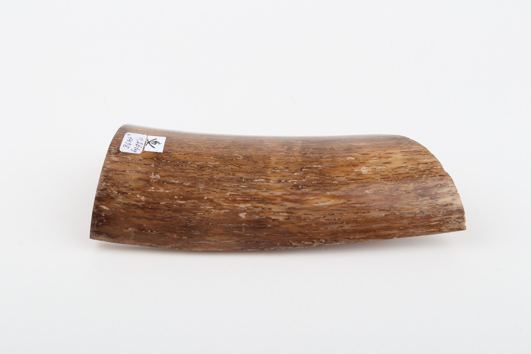 Beige mammoth bark