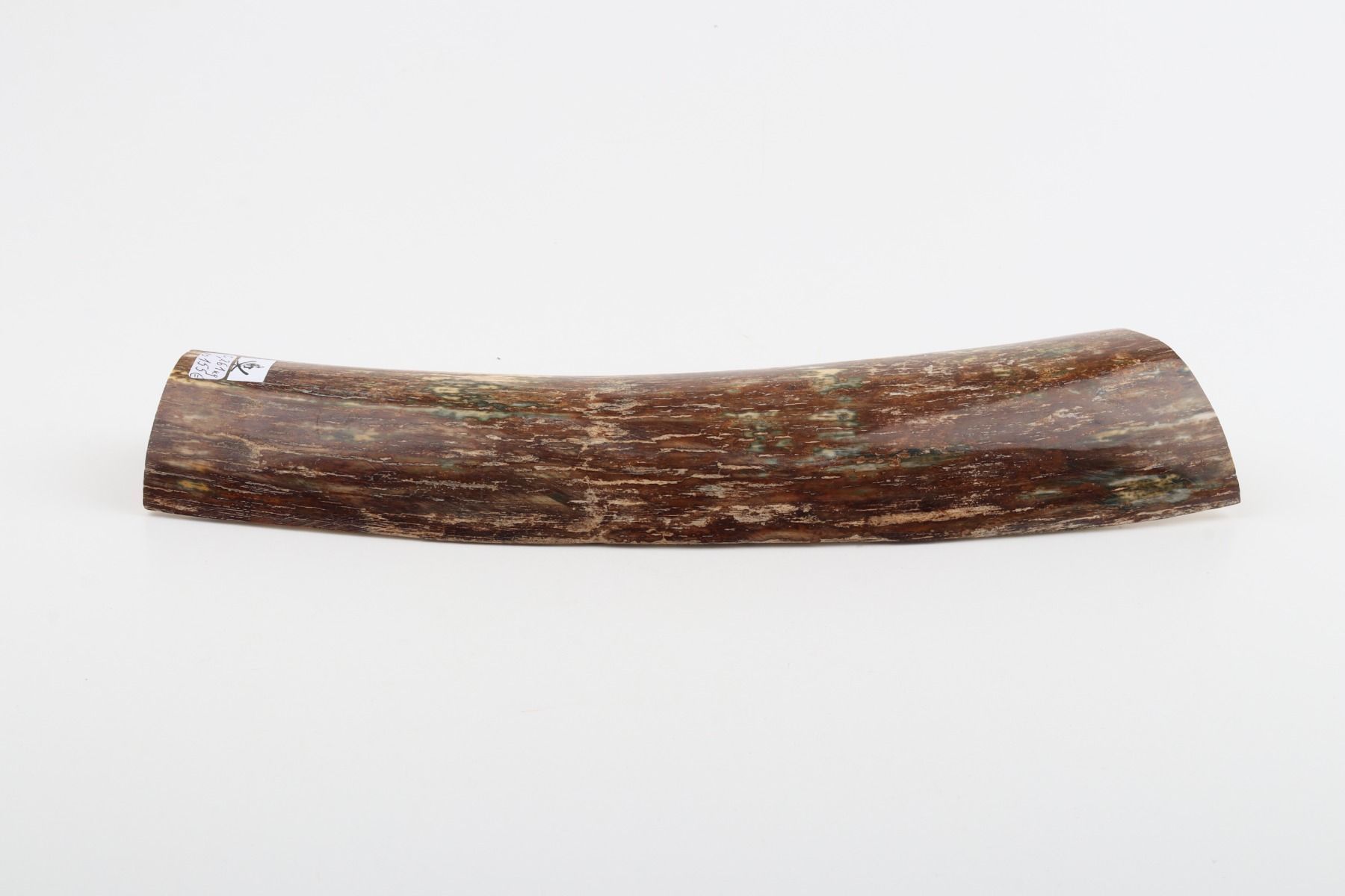 Beige-brown mammoth bark