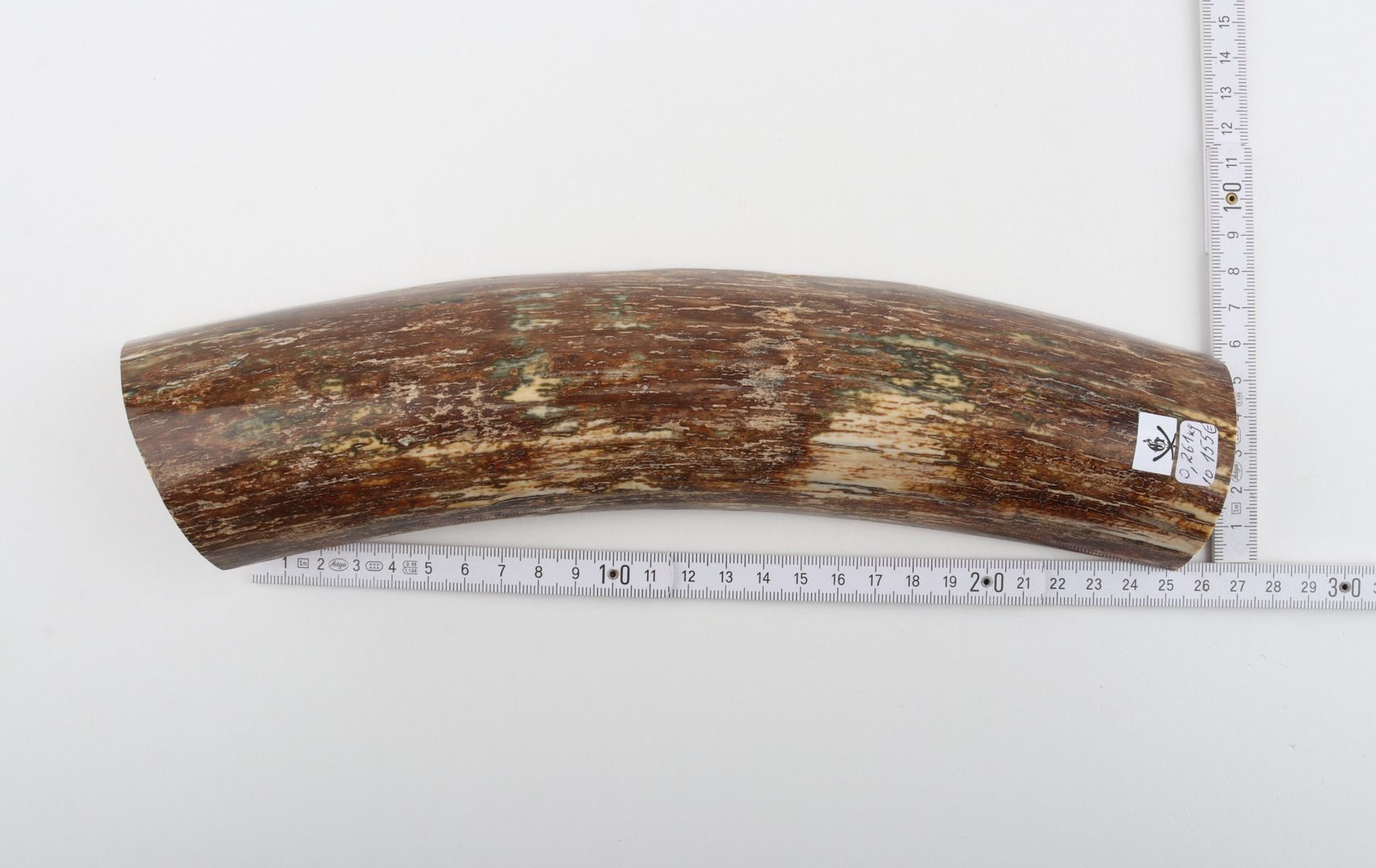 Beige-brown mammoth bark