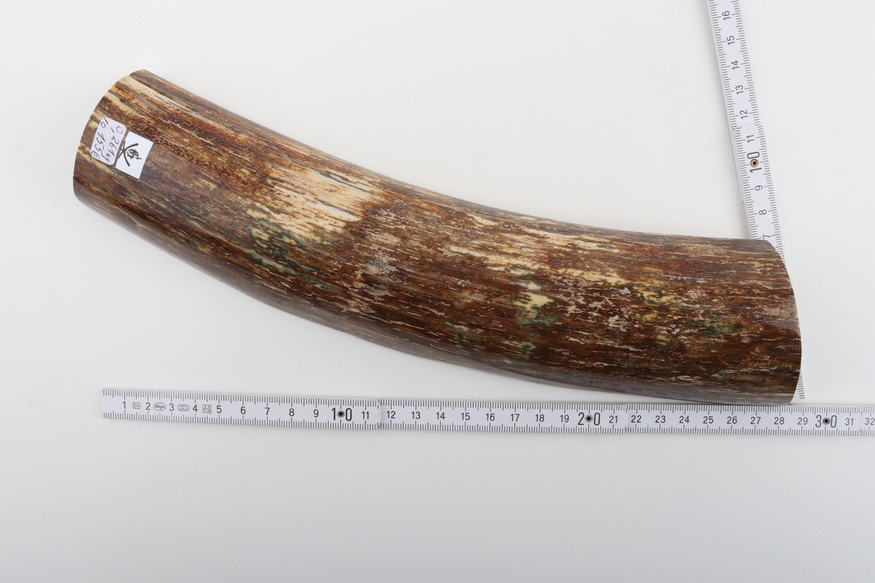Beige-brown mammoth bark