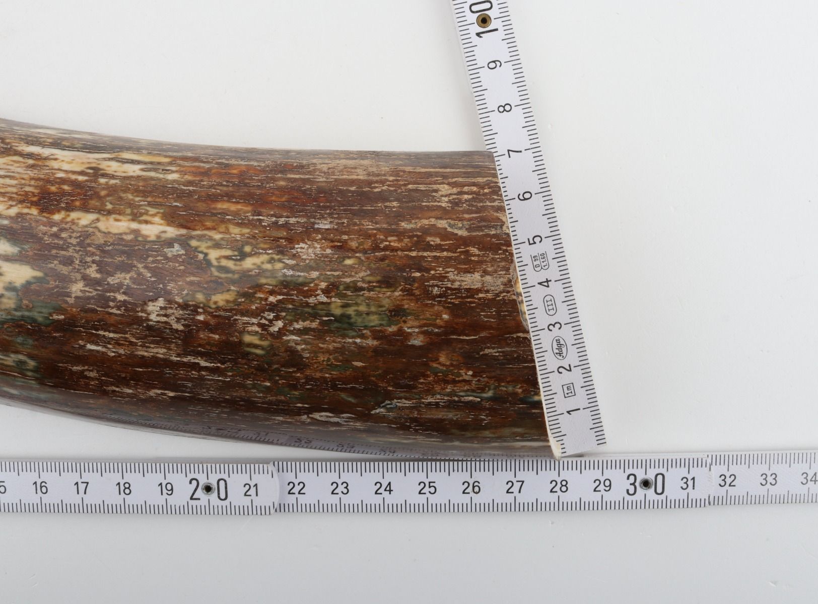 Beige-brown mammoth bark