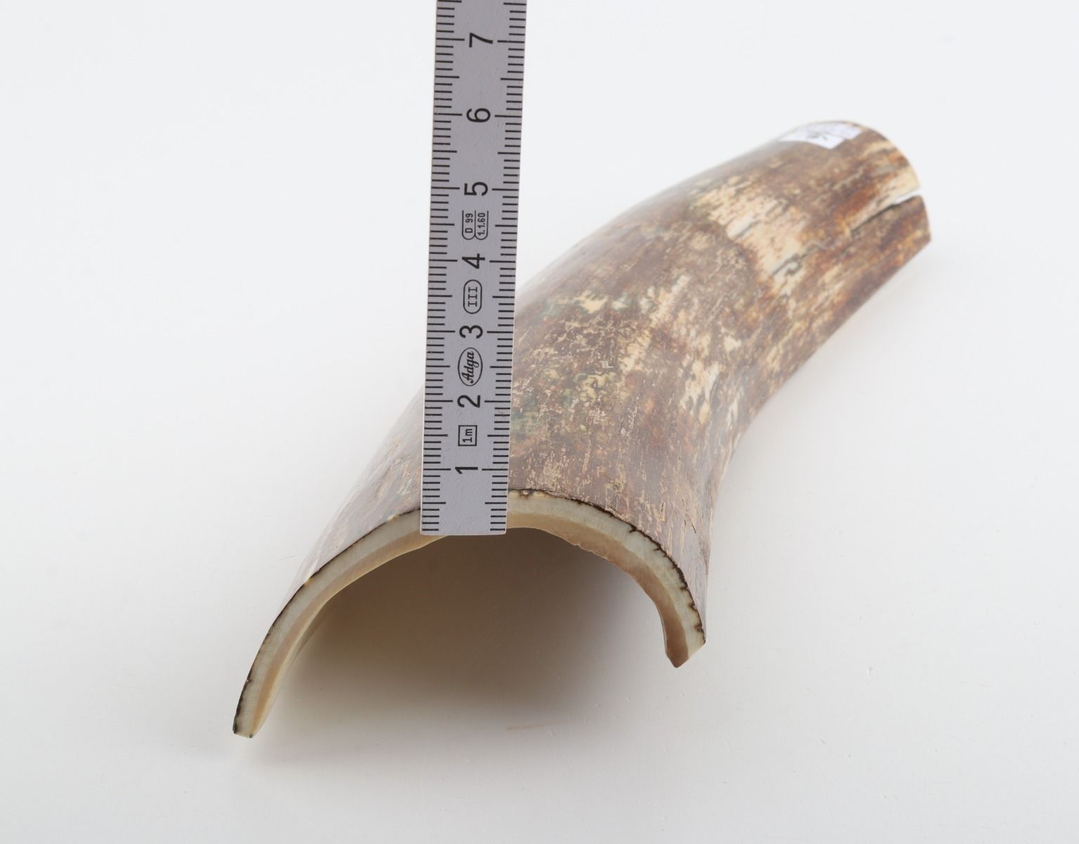 Beige-brown mammoth bark