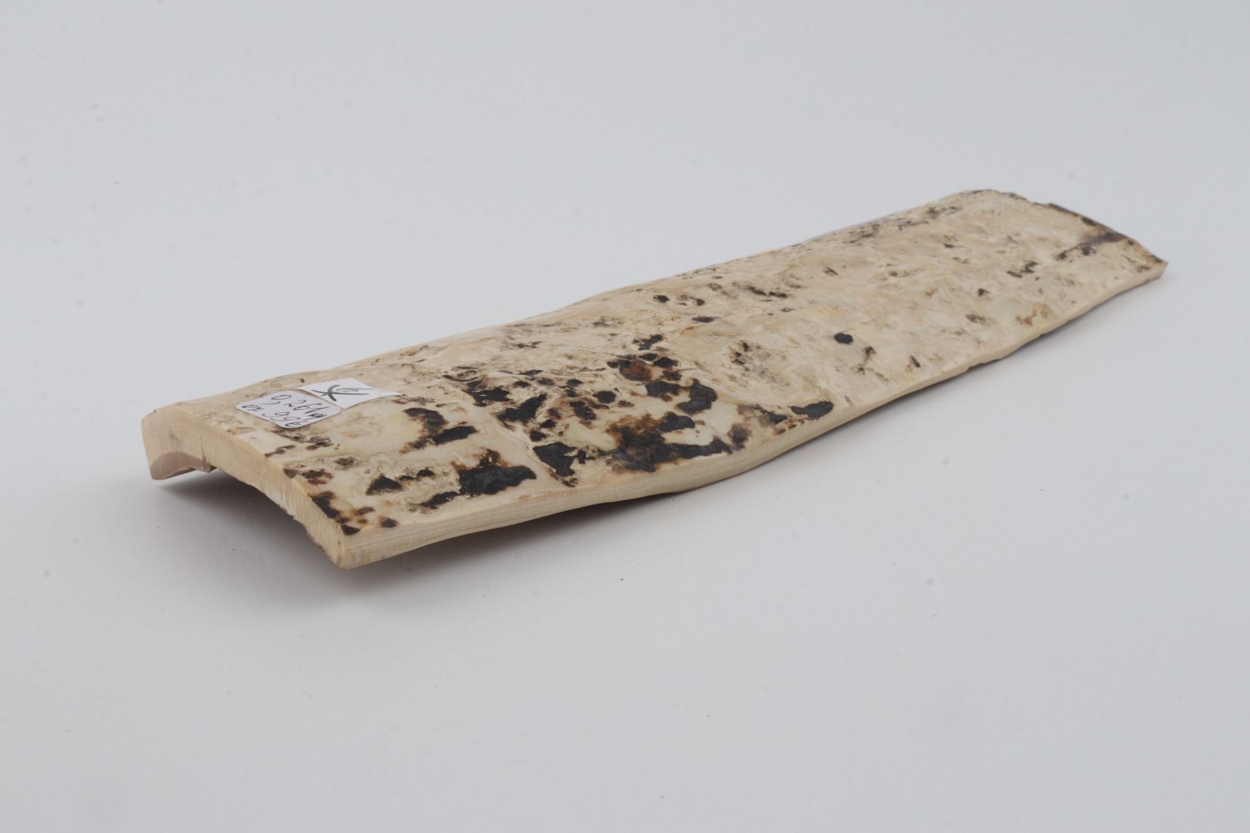White mammoth bark