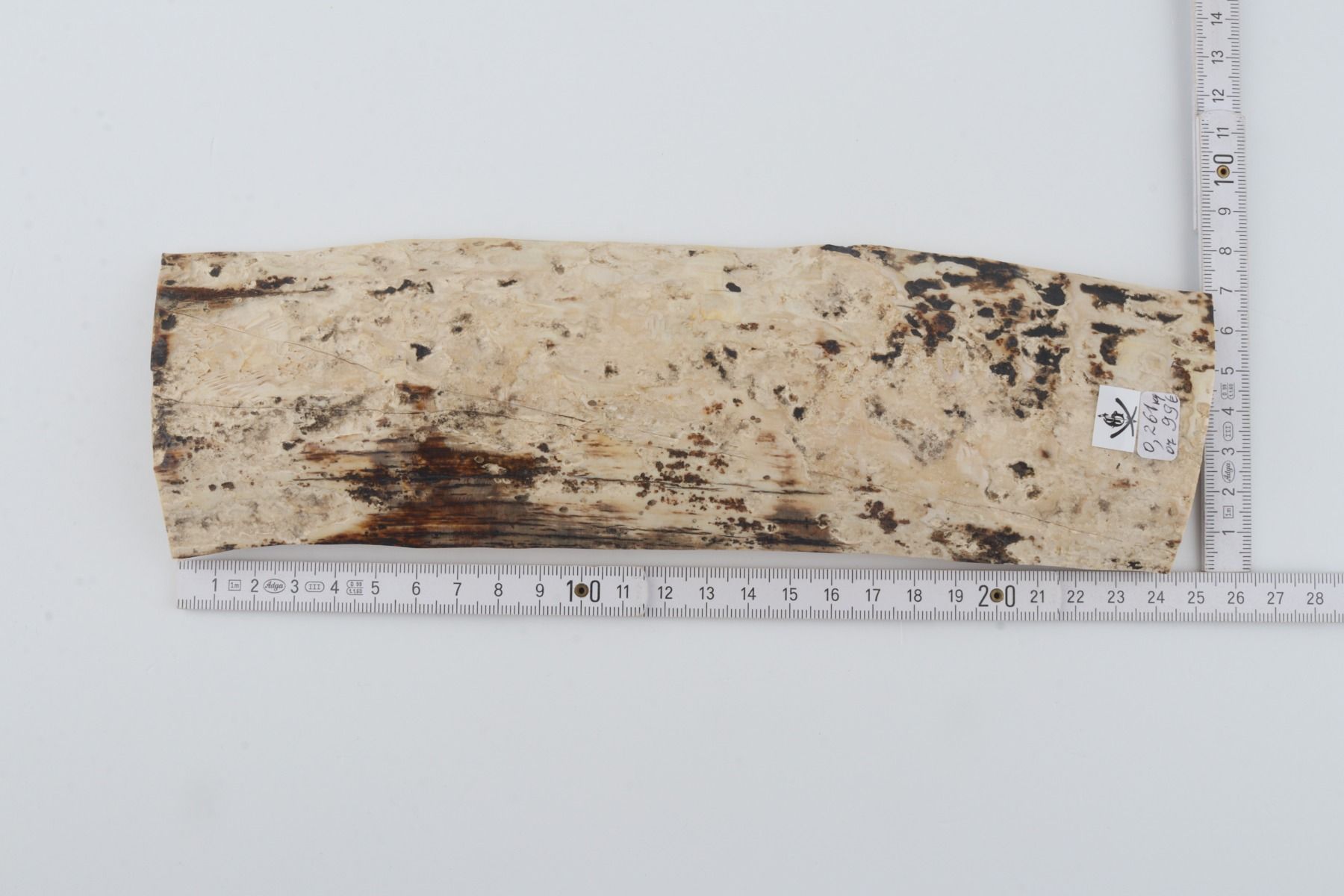White mammoth bark