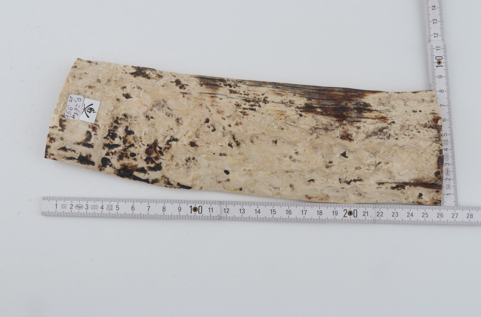 White mammoth bark