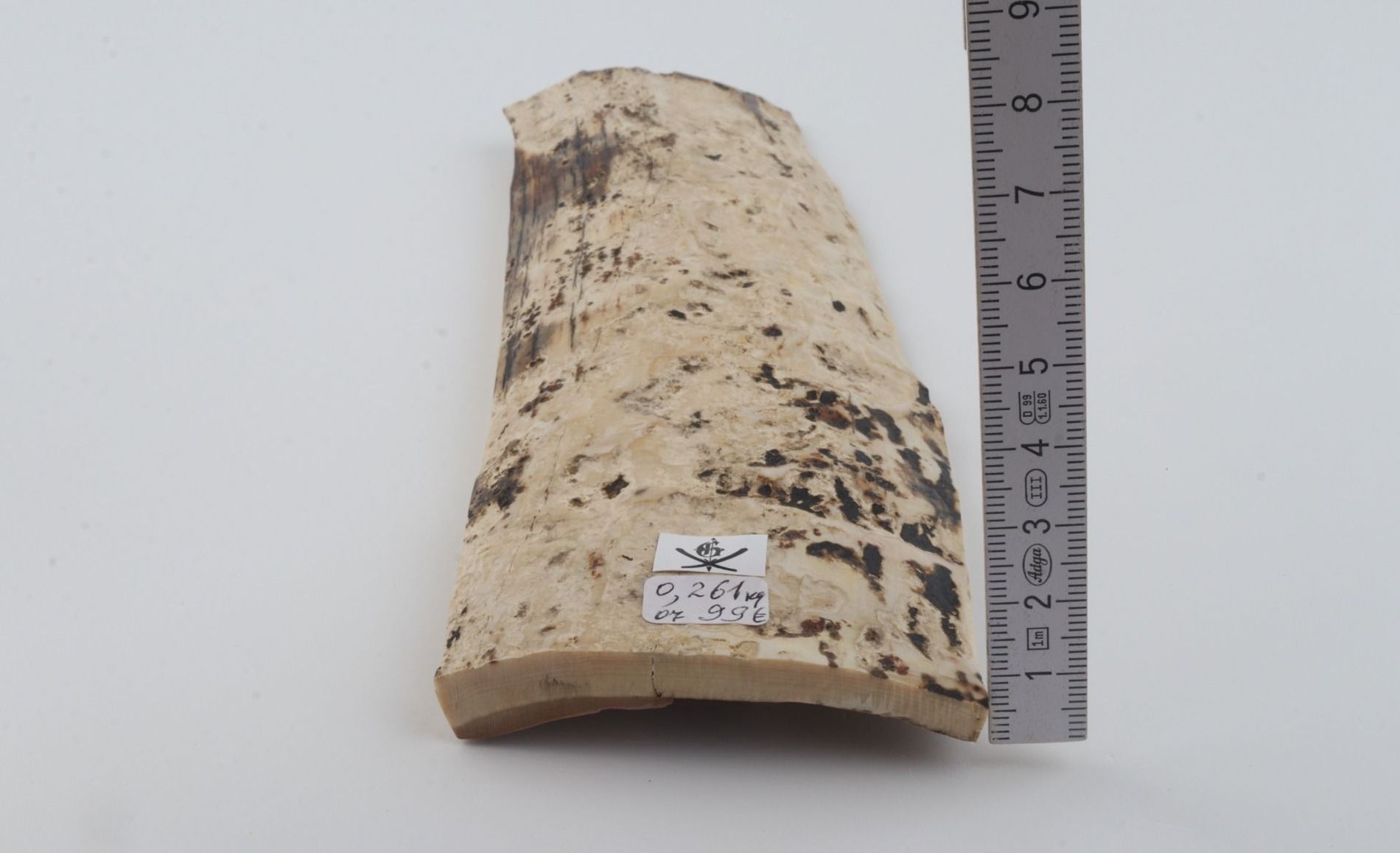White mammoth bark
