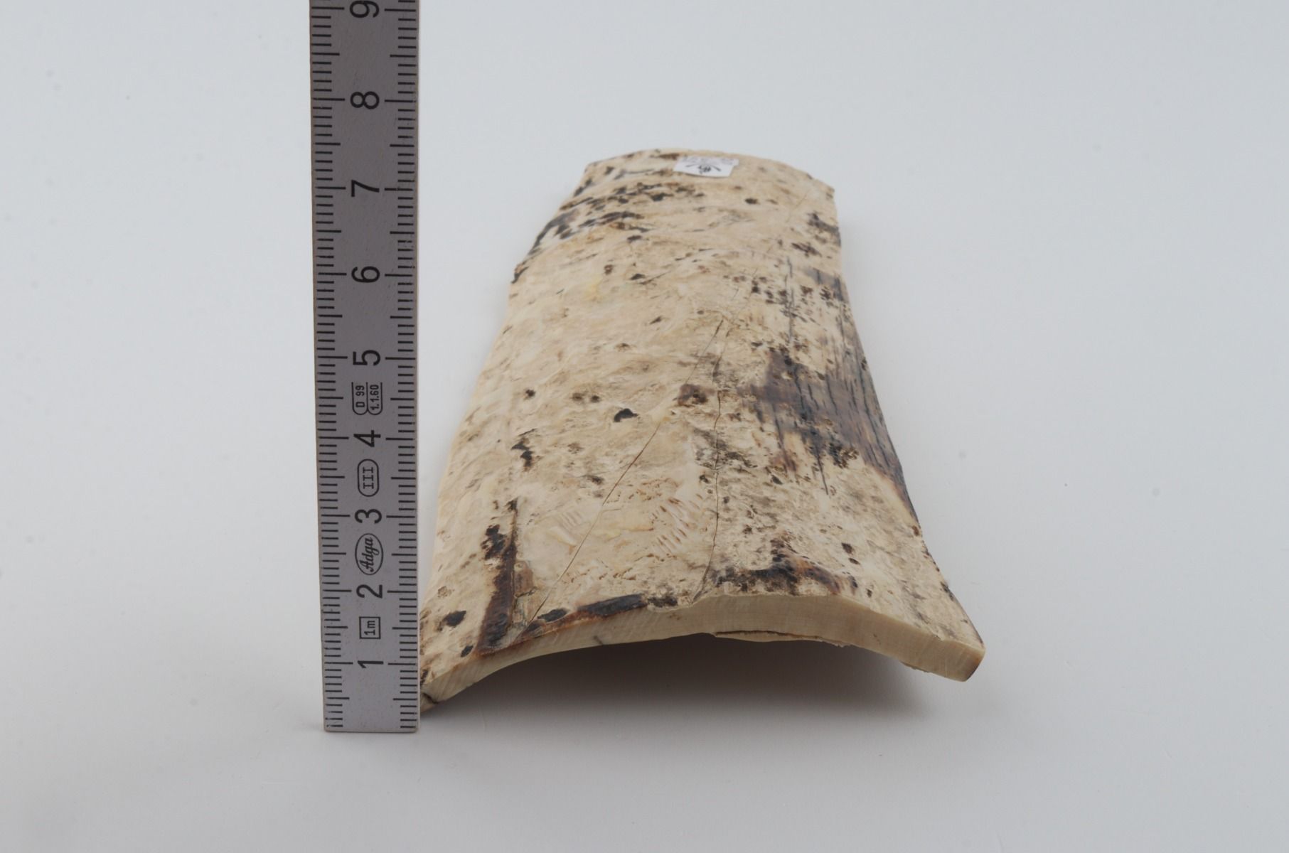 White mammoth bark