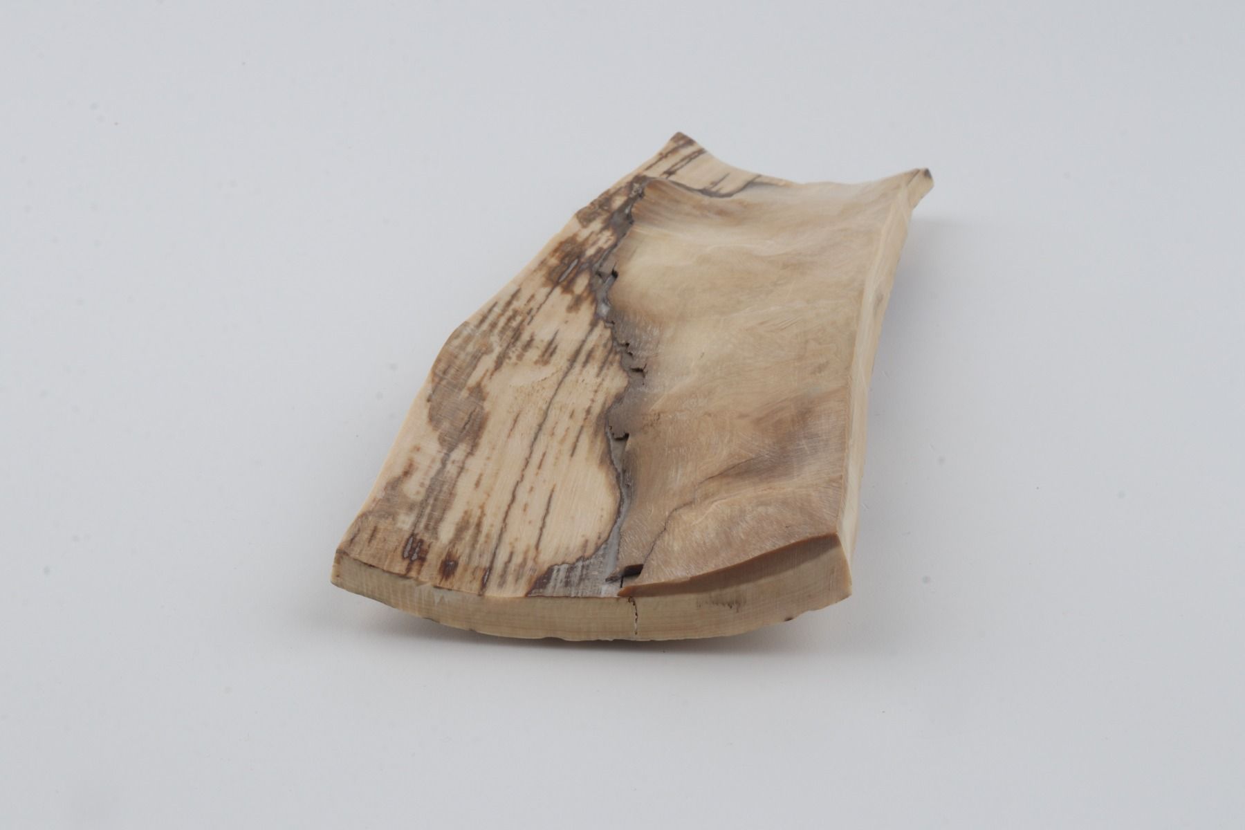 White mammoth bark