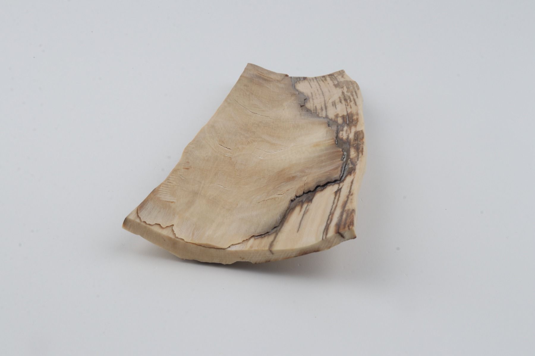 White mammoth bark