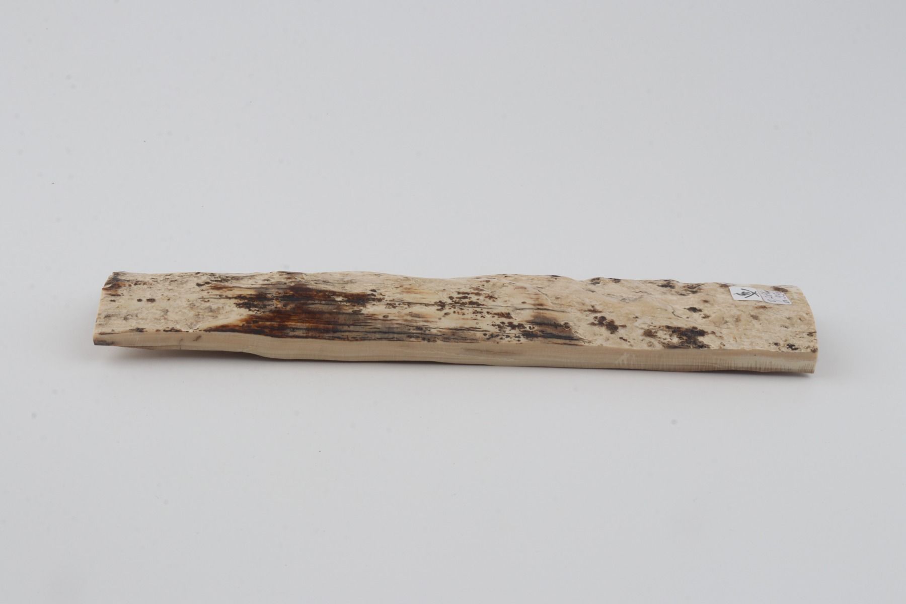 White mammoth bark