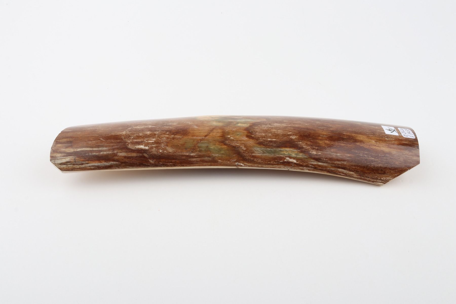 Green-brown mammoth bark