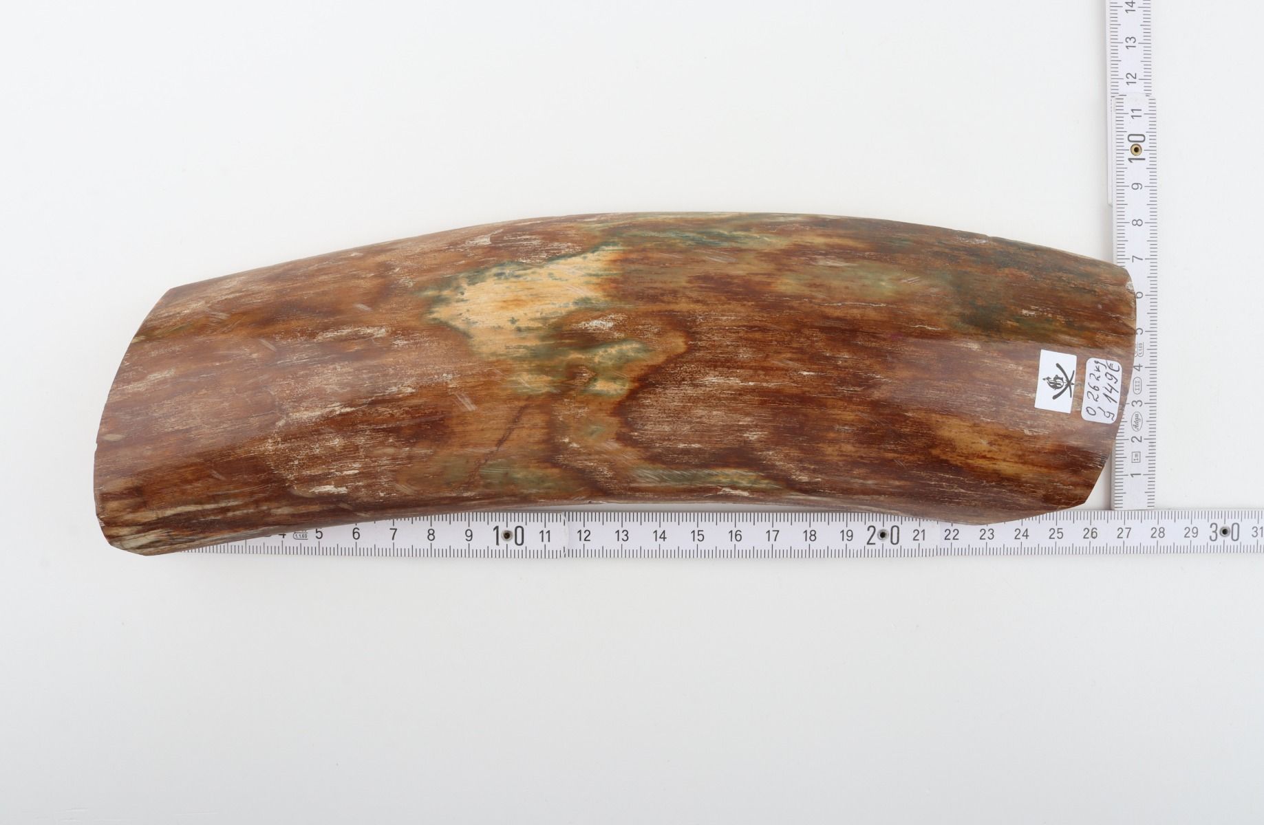 Green-brown mammoth bark