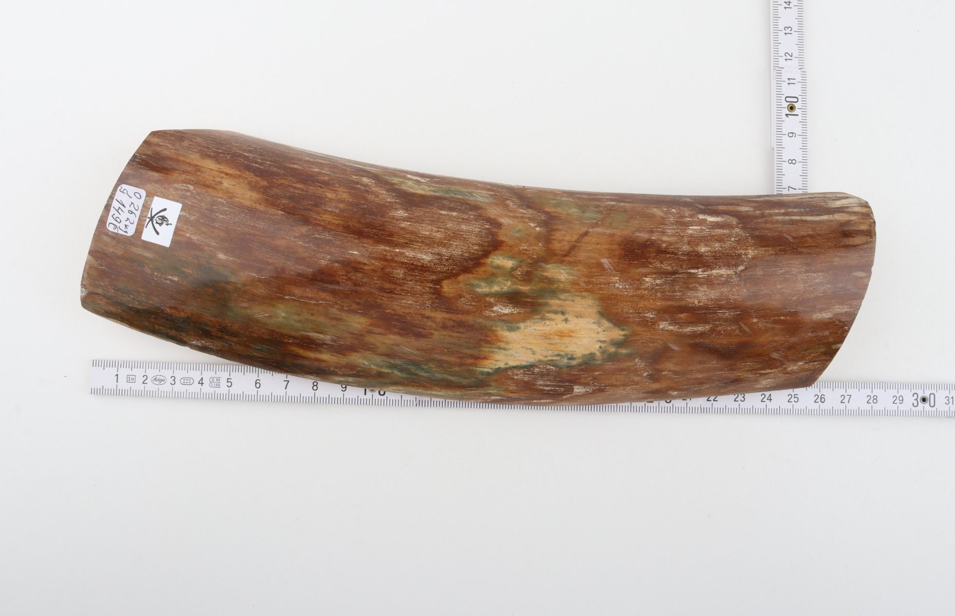 Green-brown mammoth bark