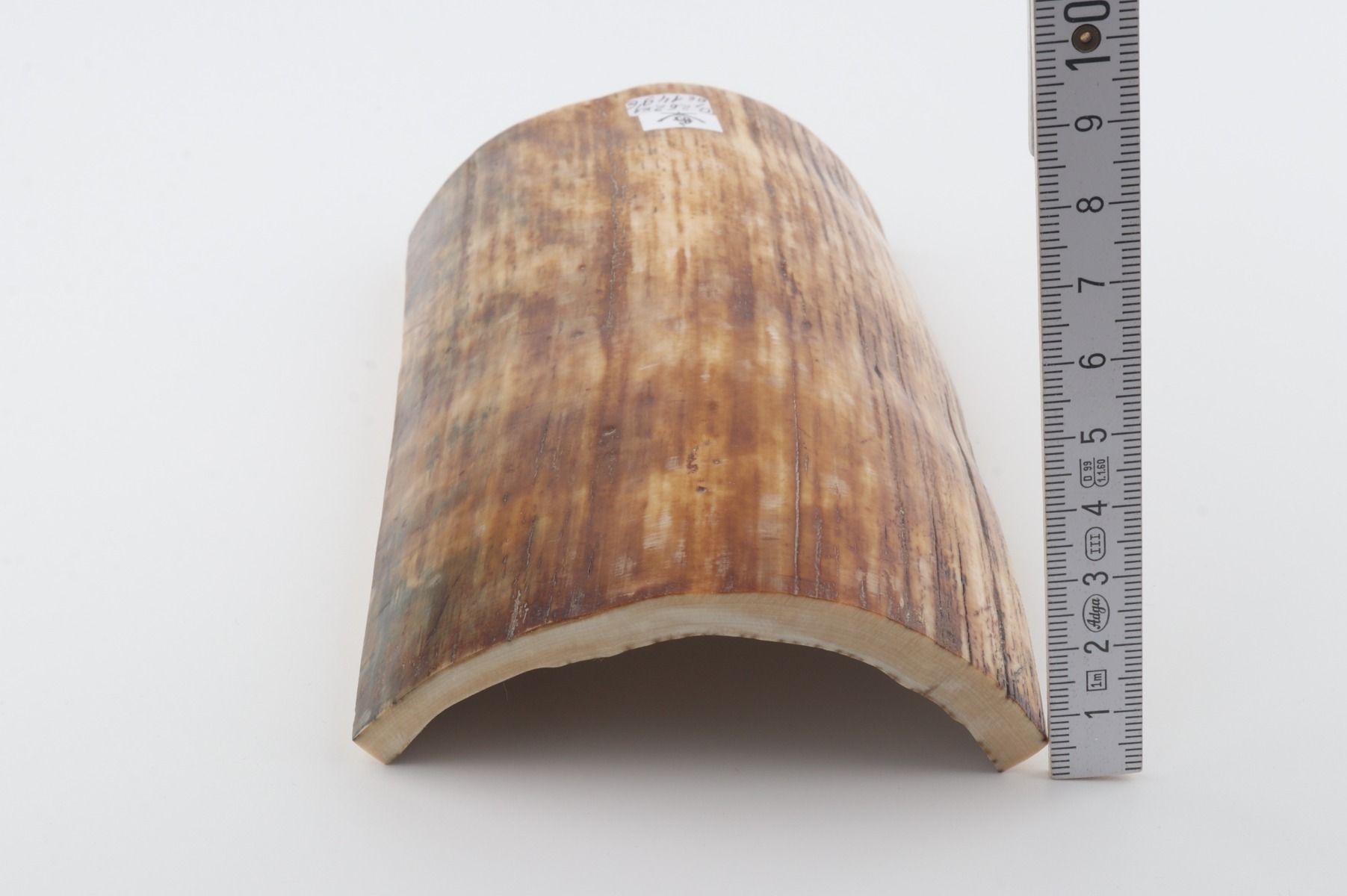 Brown-orange mammoth bark