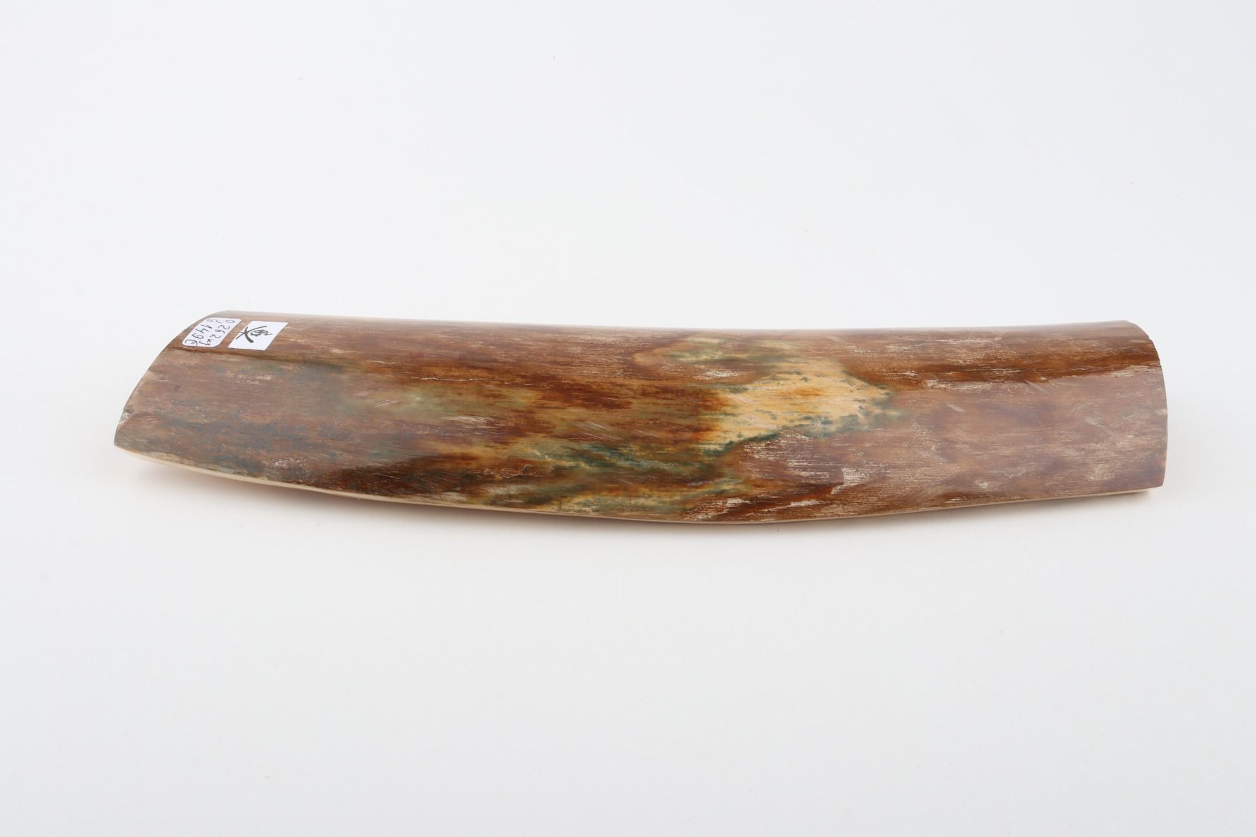 Green-brown mammoth bark