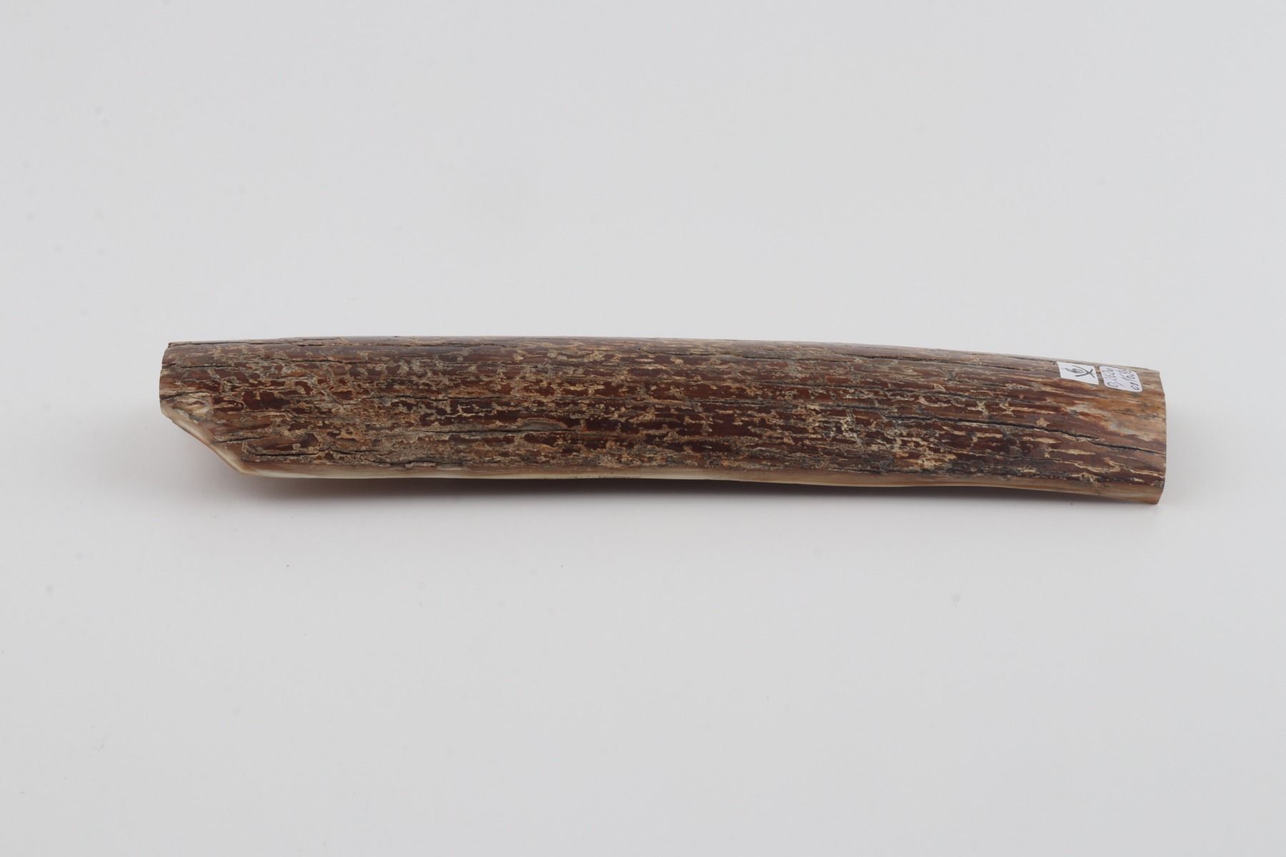 Brown mammoth bark