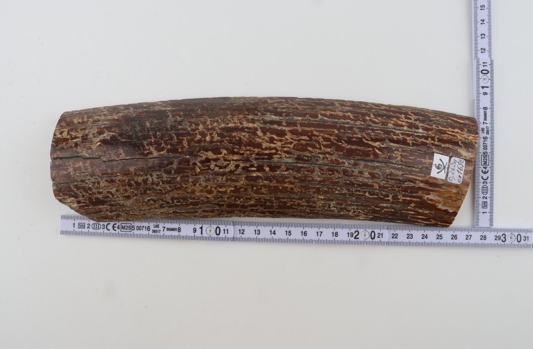 Brown mammoth bark