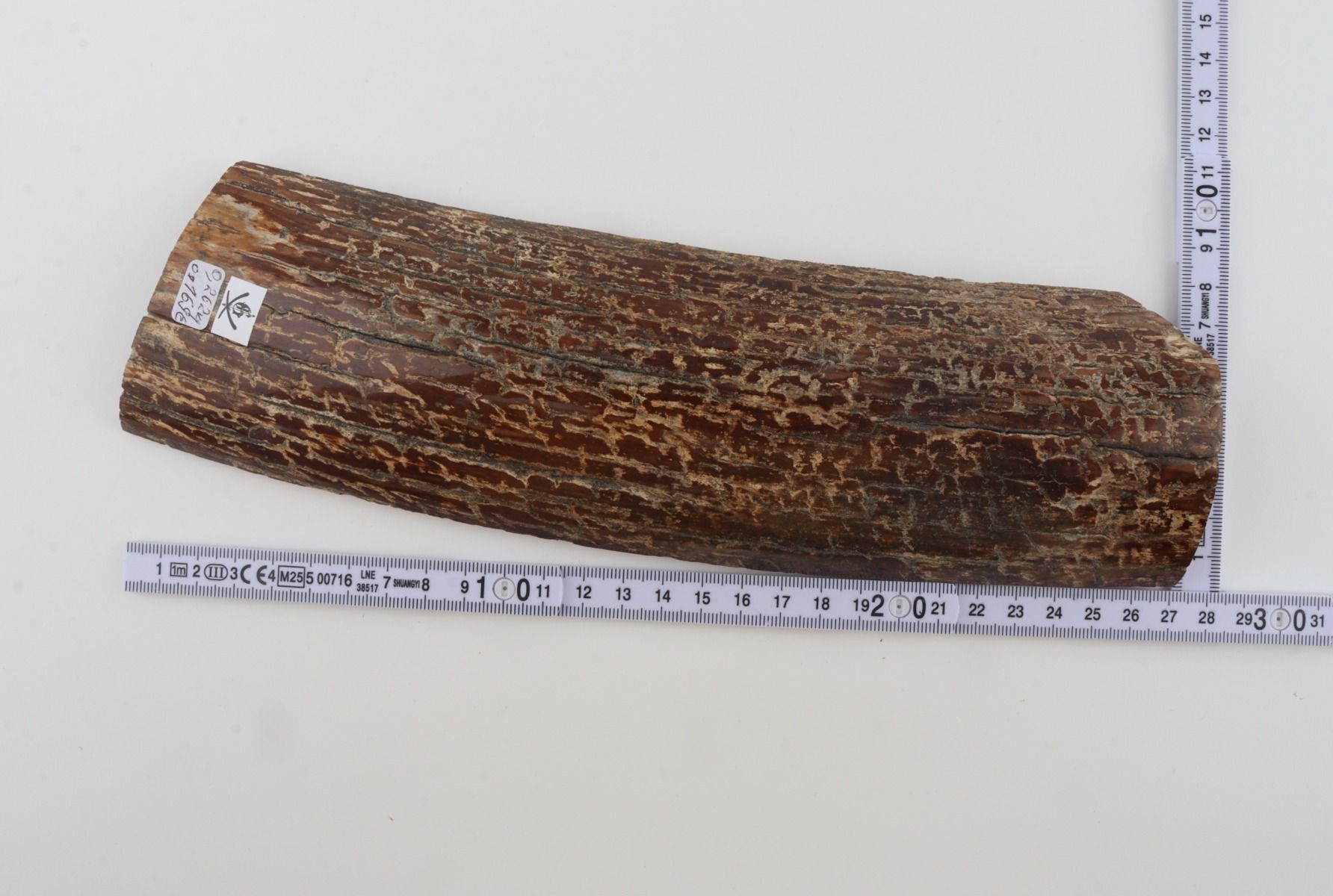 Brown mammoth bark