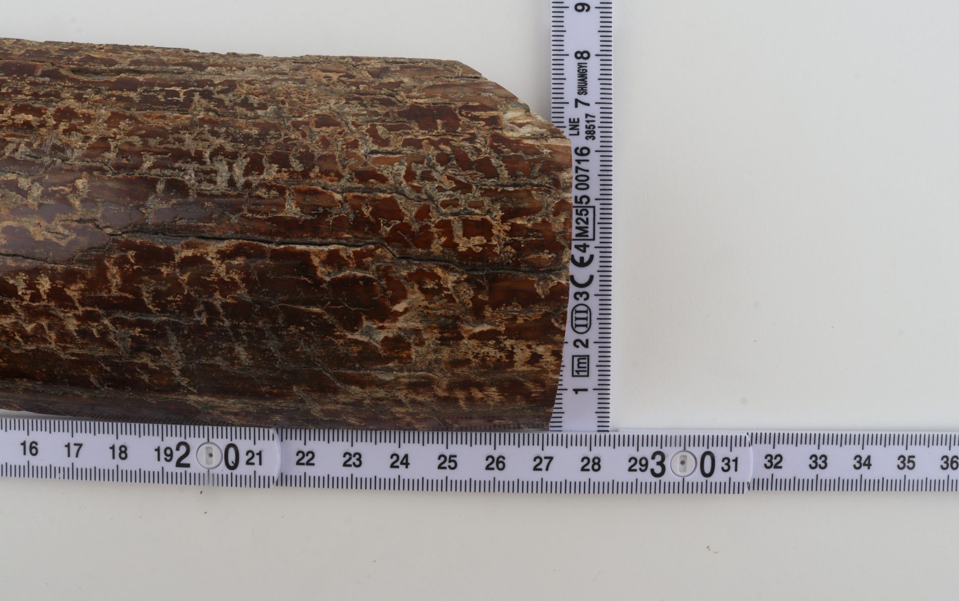 Brown mammoth bark