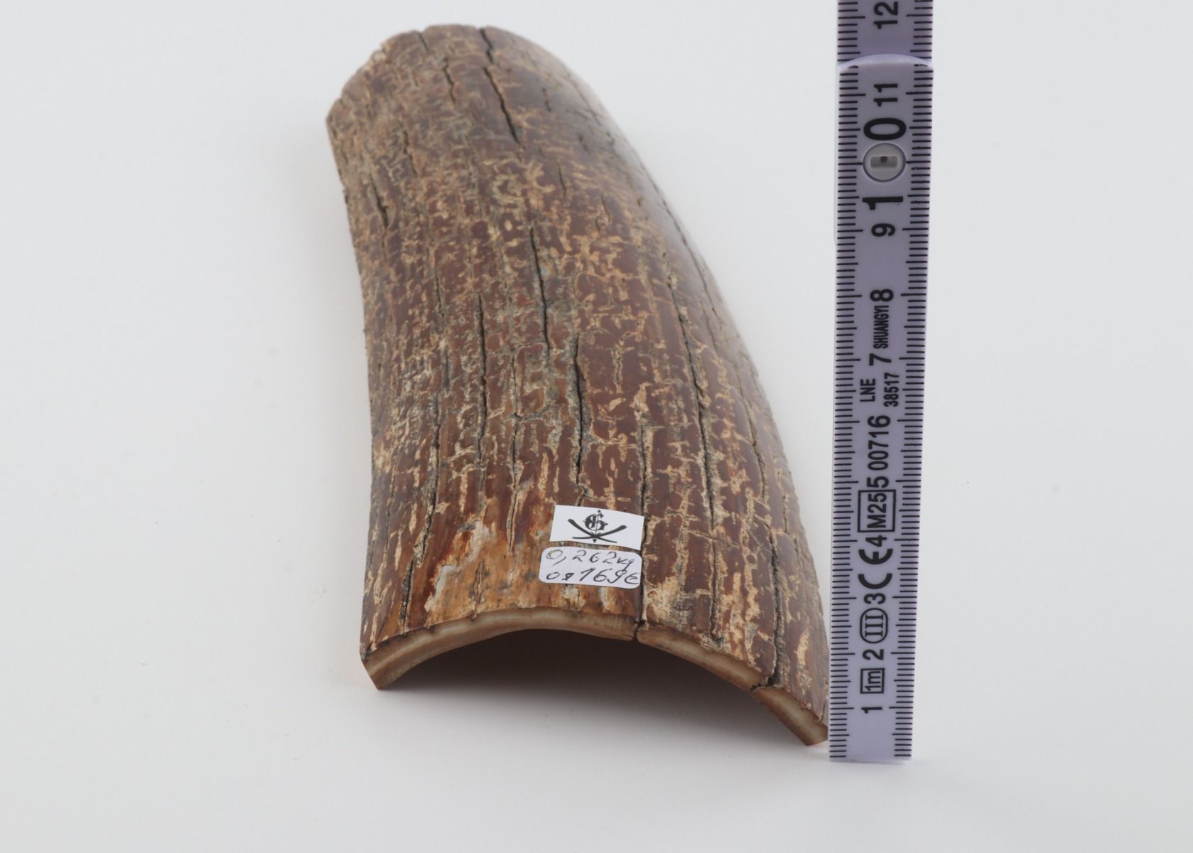 Brown mammoth bark