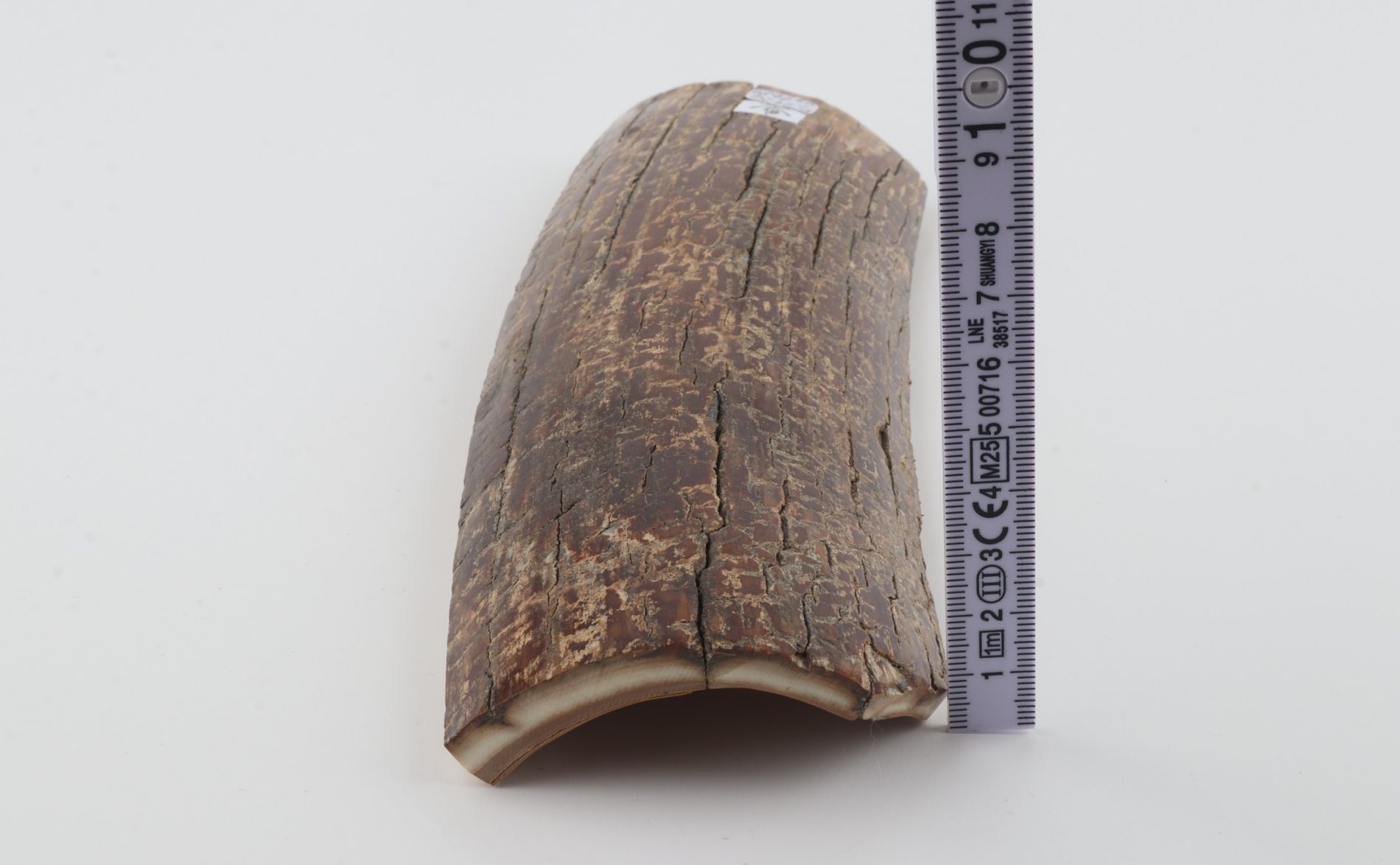 Brown mammoth bark