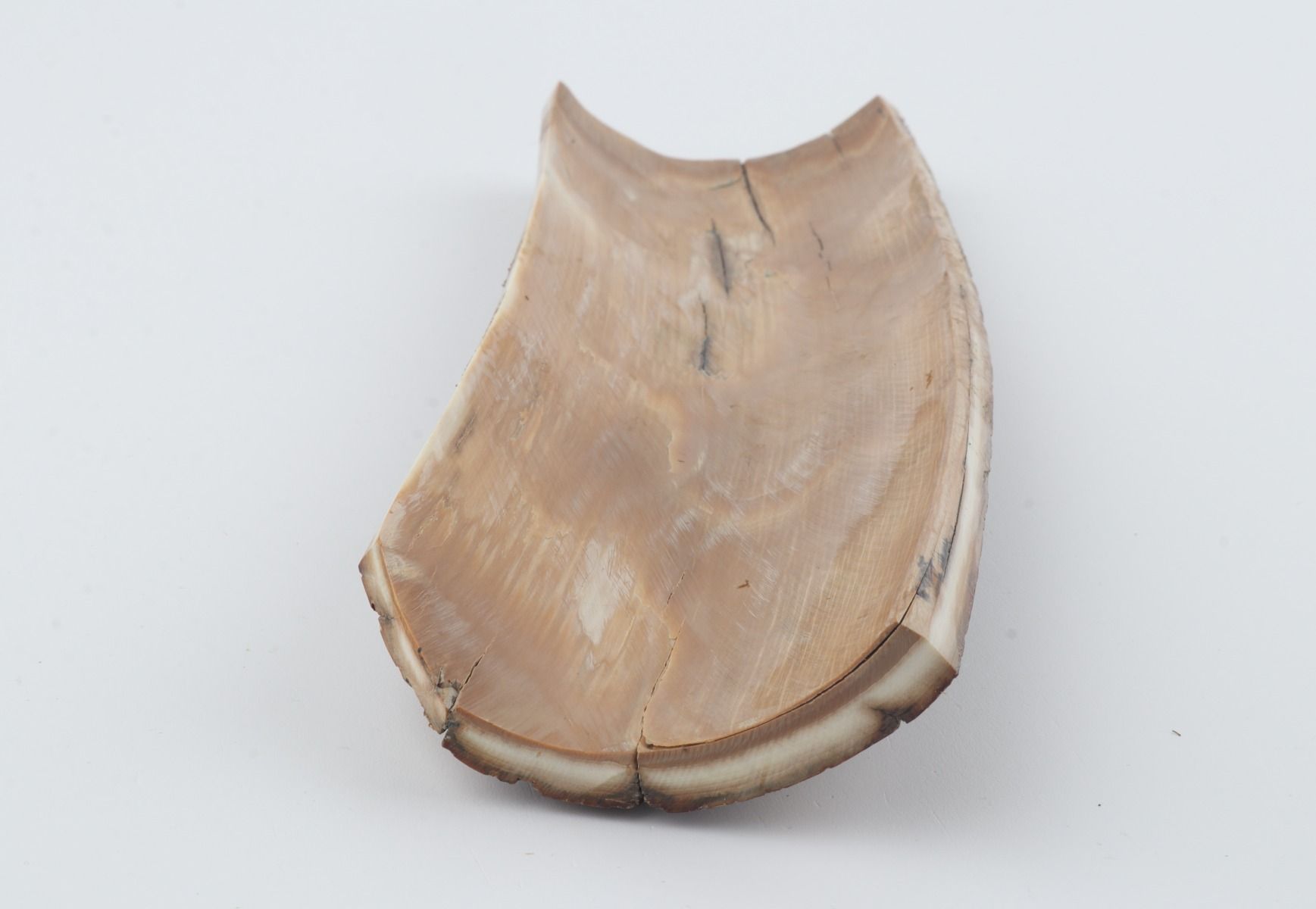 Brown mammoth bark