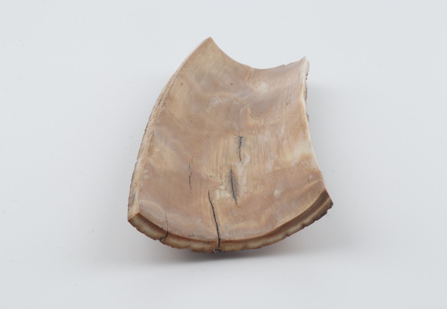 Brown mammoth bark