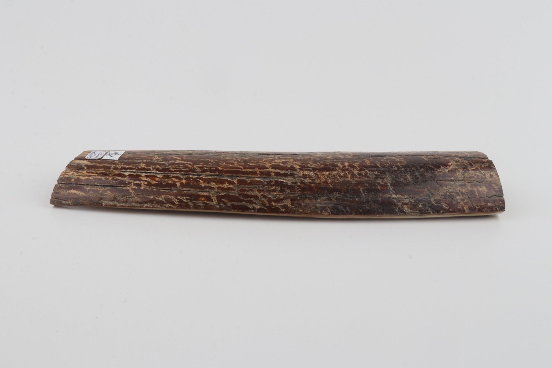Brown mammoth bark