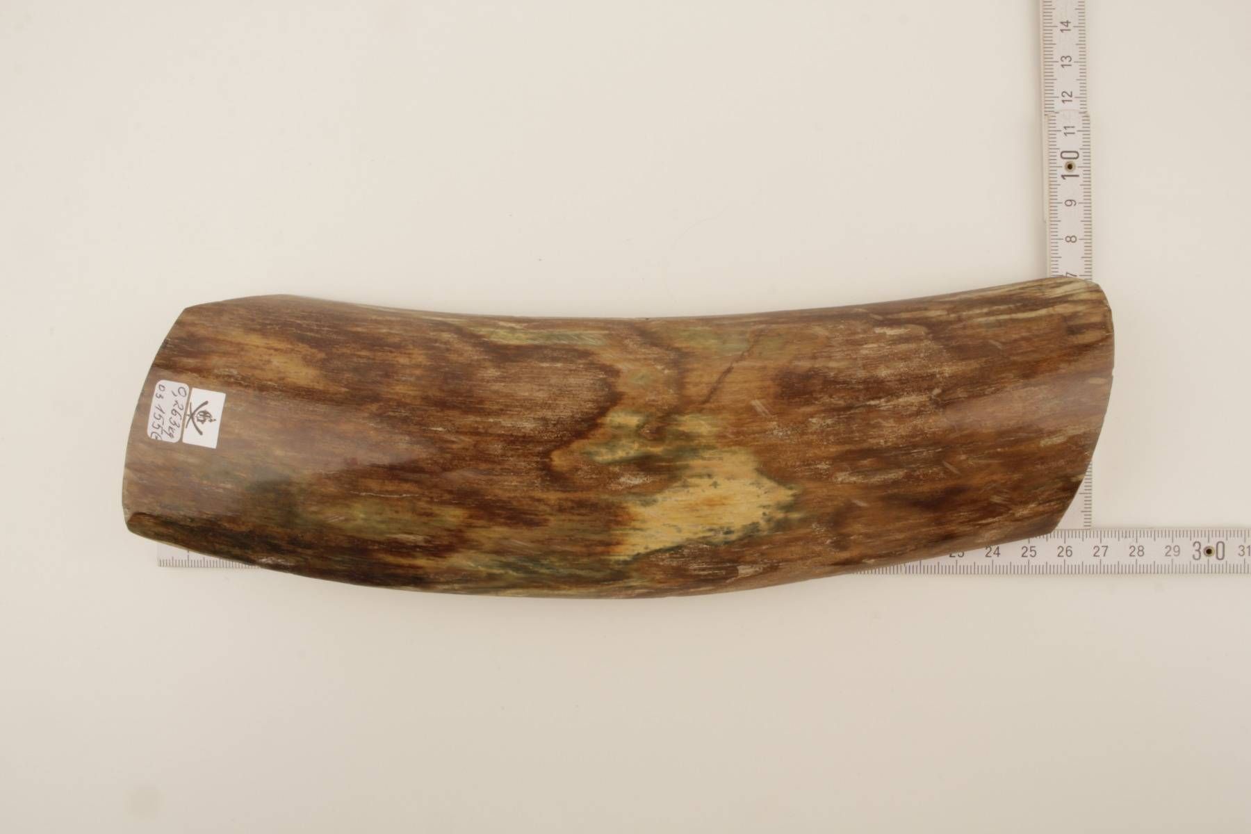 Brown-green mammoth bark