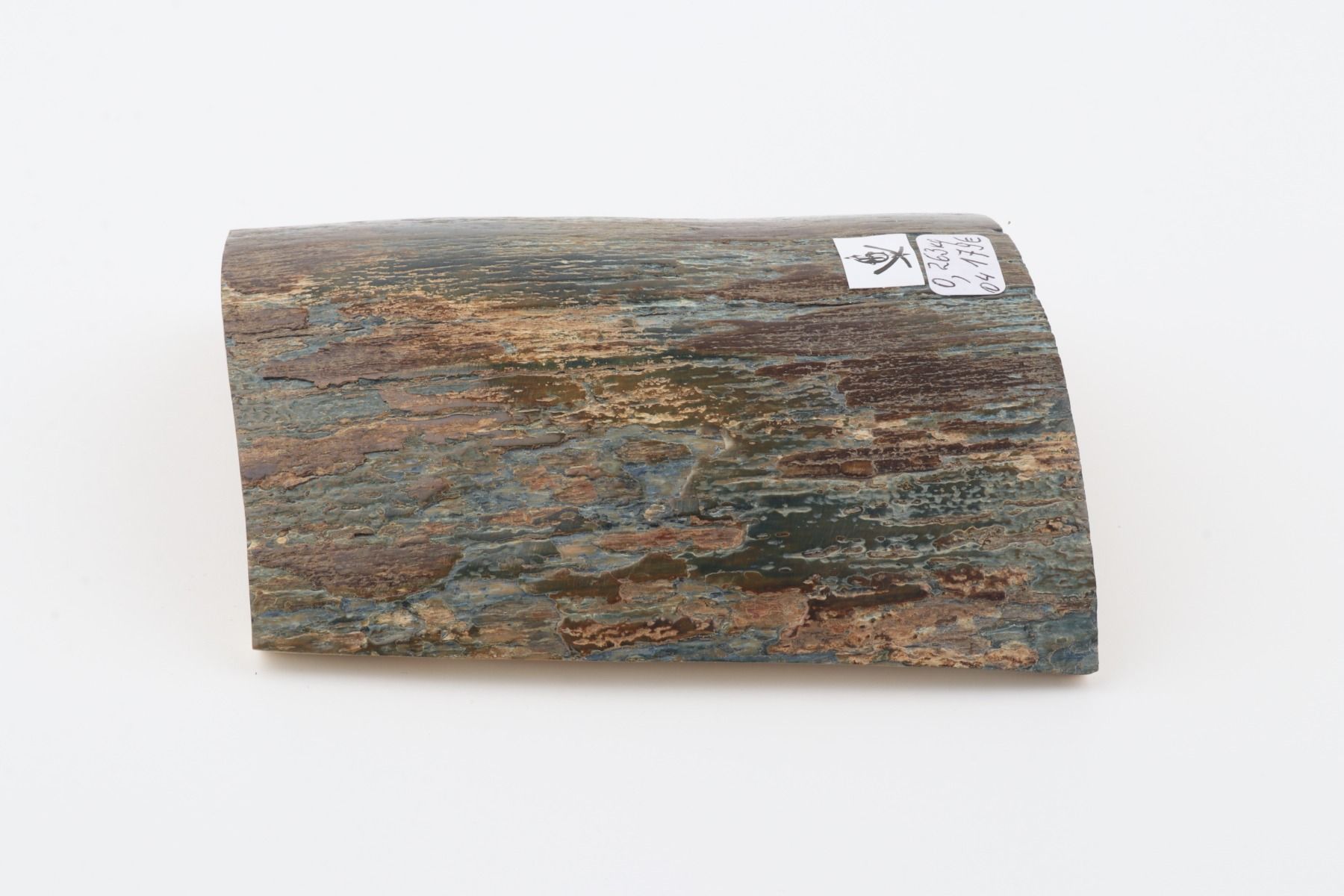 Blue-brown mammoth bark