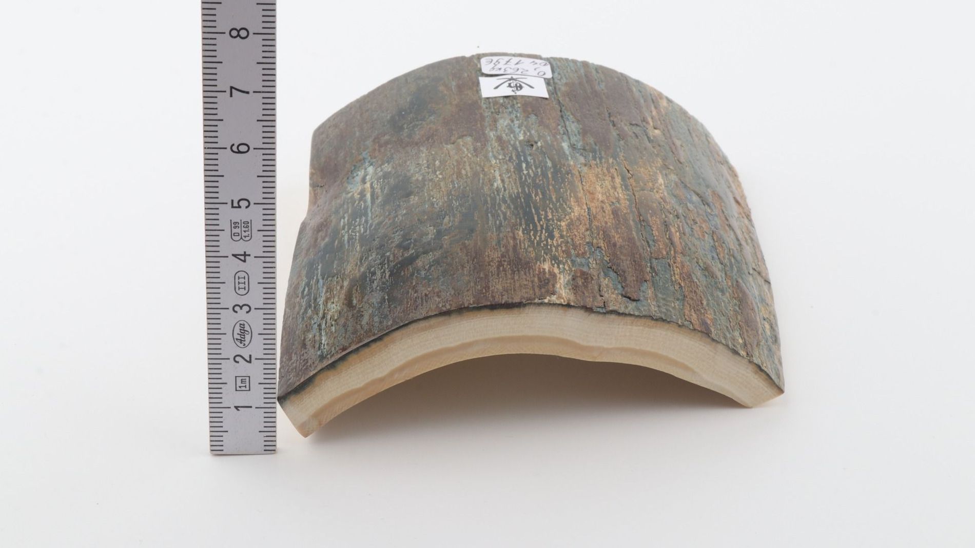 Blue-brown mammoth bark
