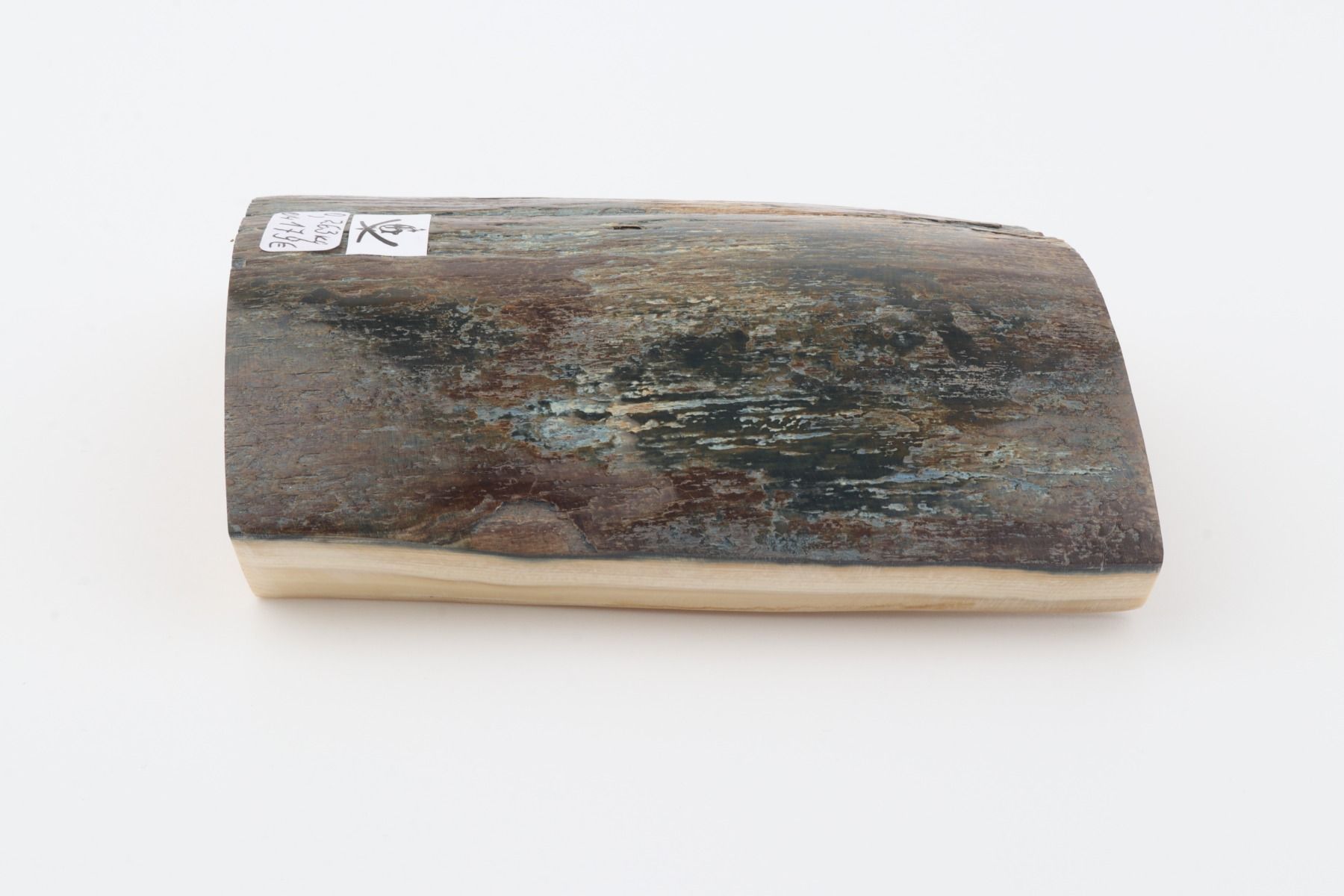 Blue-brown mammoth bark