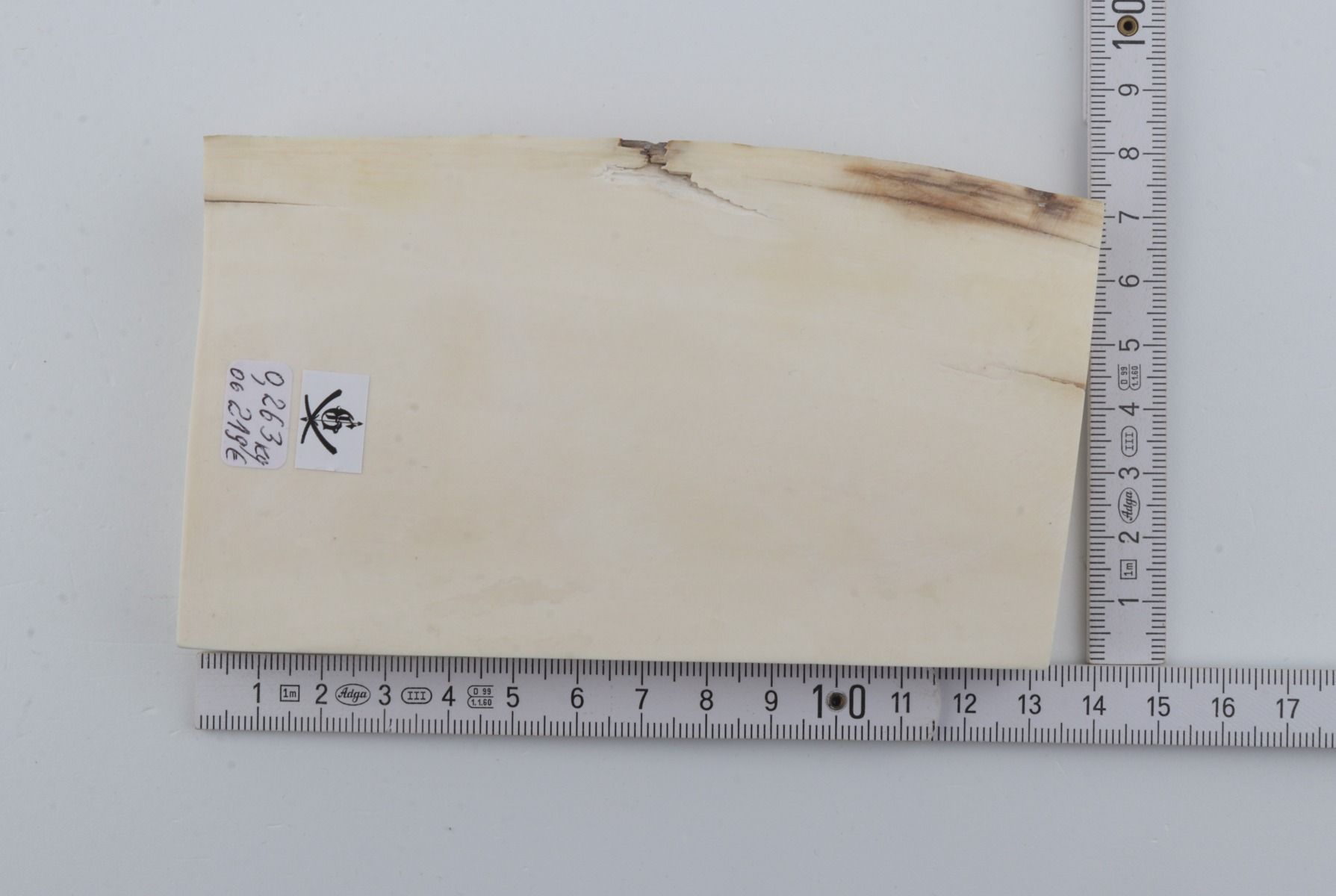 White mammoth ivory segment