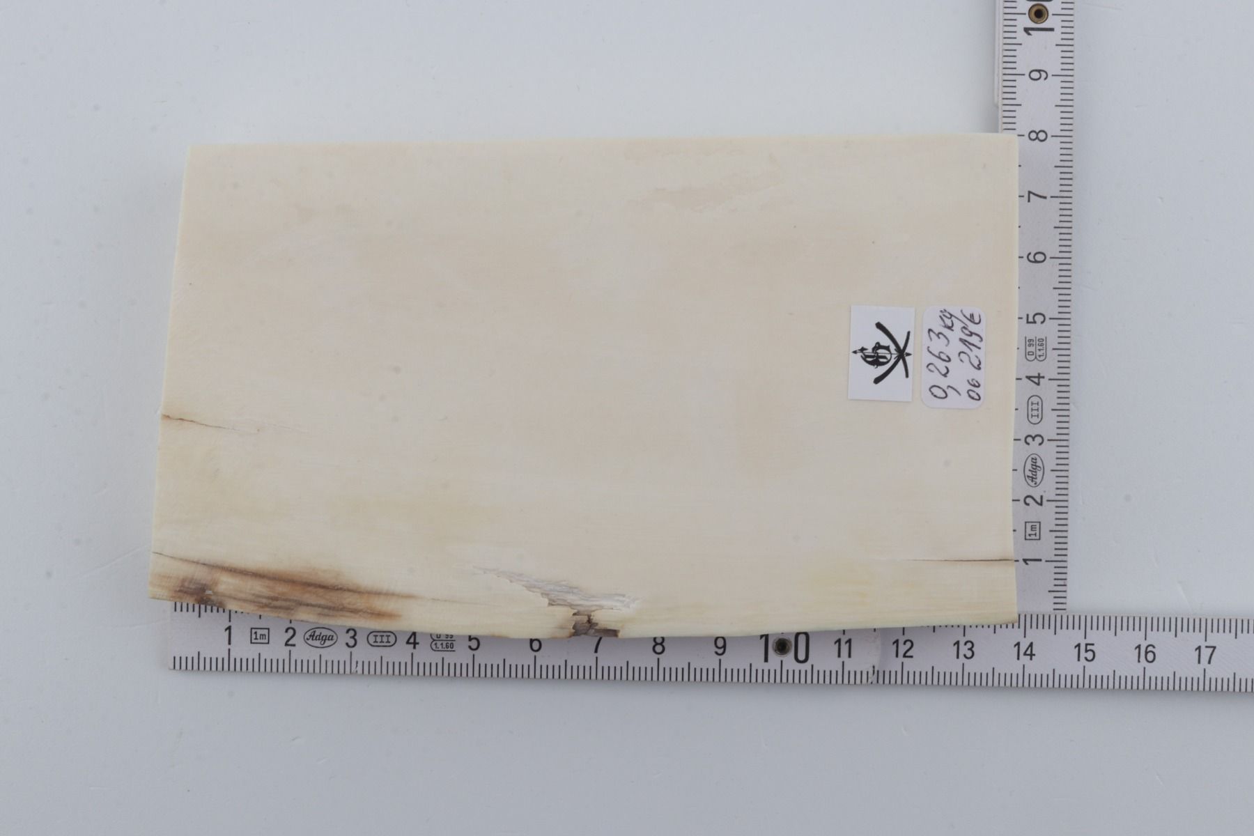 White mammoth ivory segment