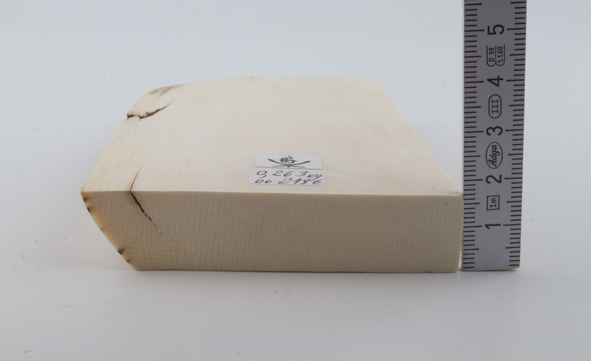 White mammoth ivory segment