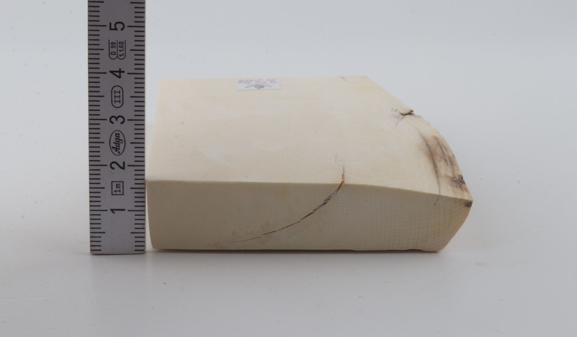 White mammoth ivory segment