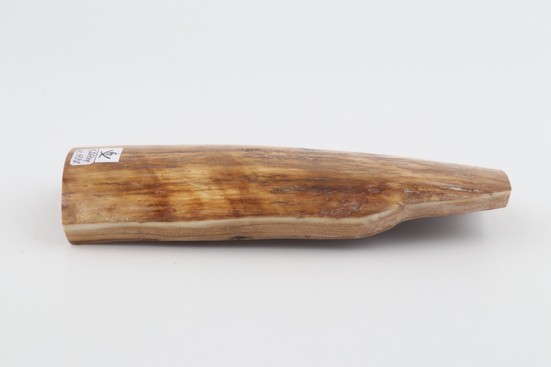 Beige-yellow mammoth bark