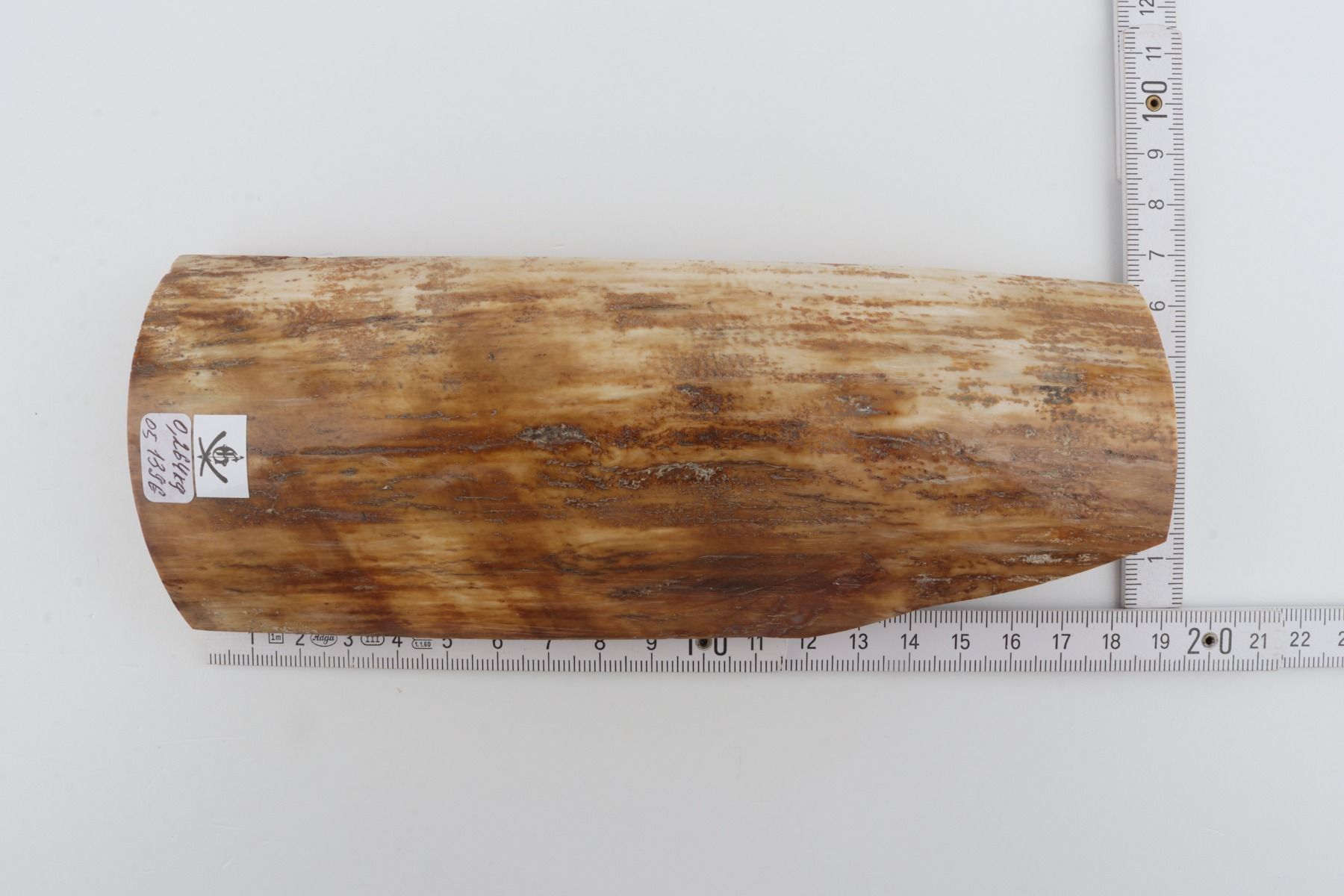 Beige-yellow mammoth bark