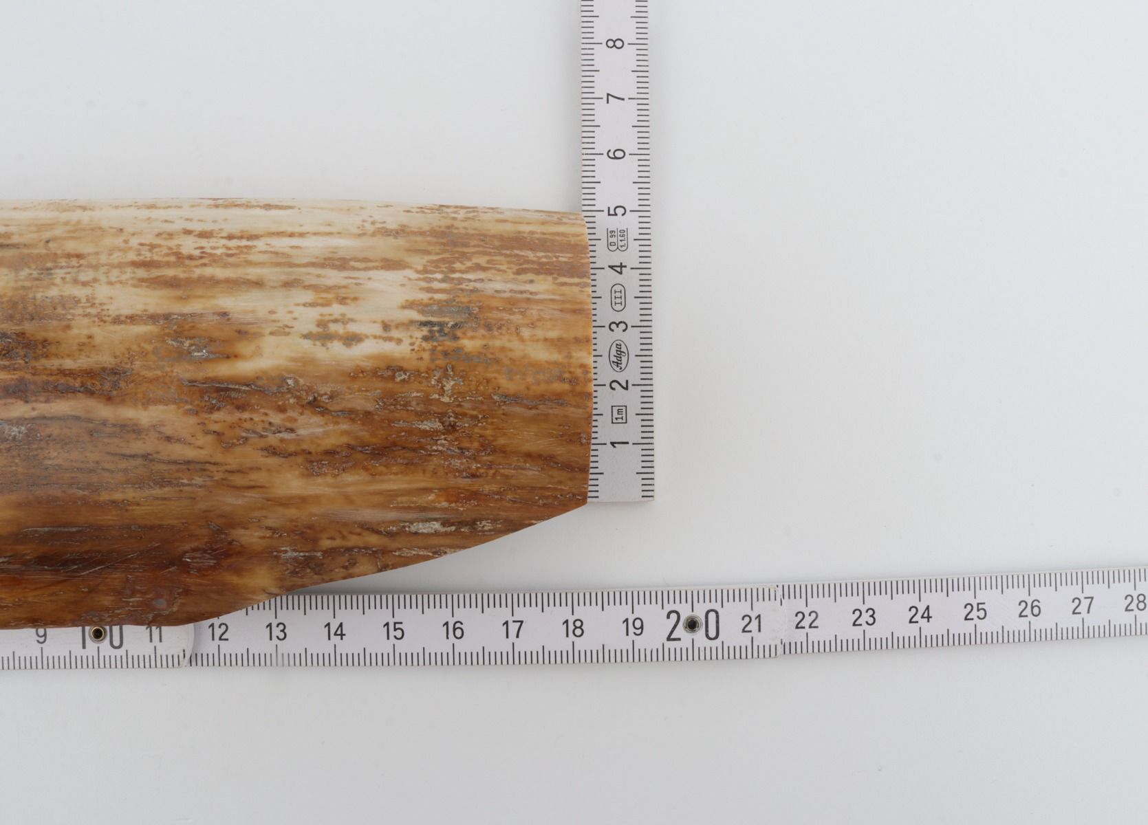 Beige-yellow mammoth bark