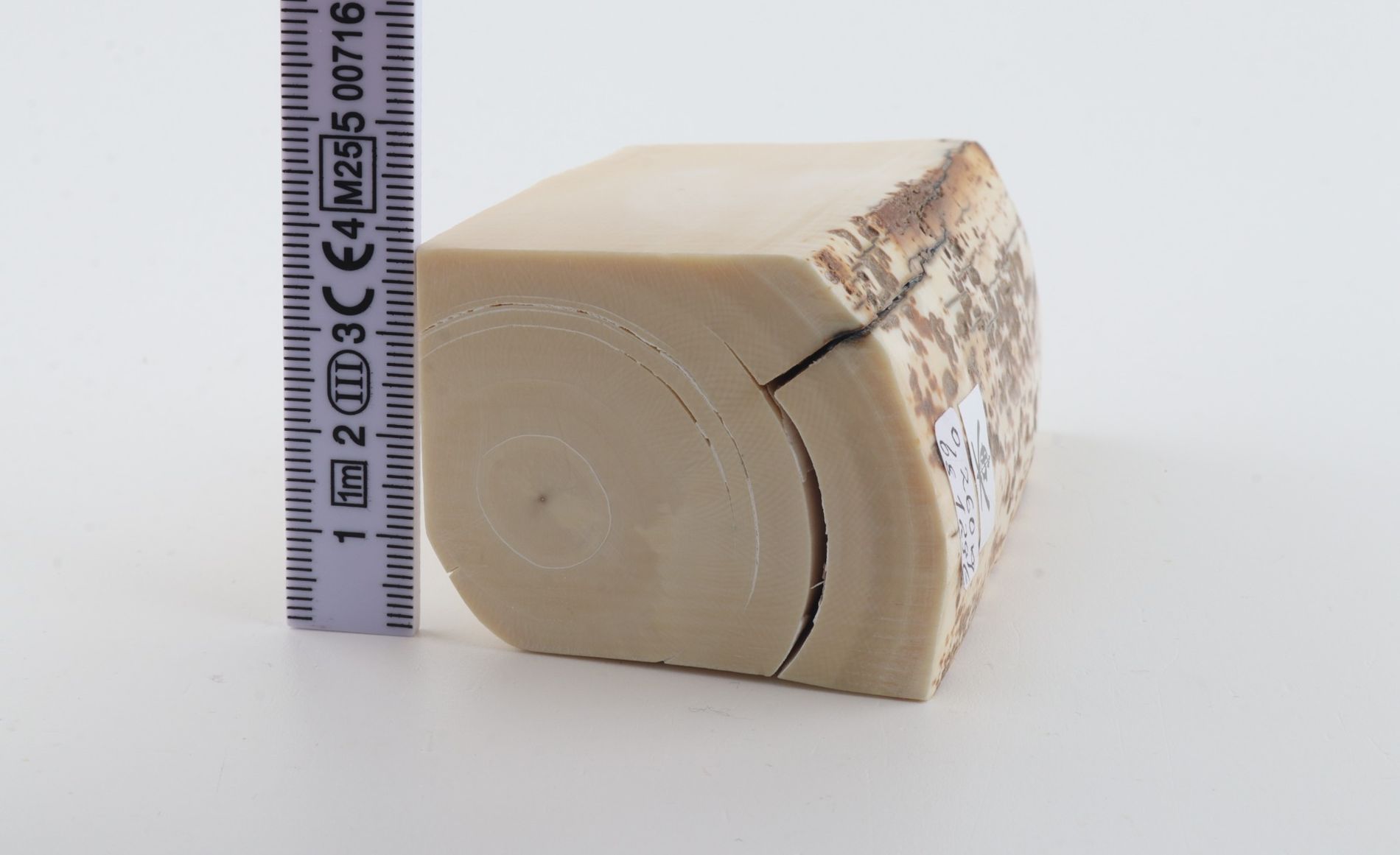White mammoth ivory piece