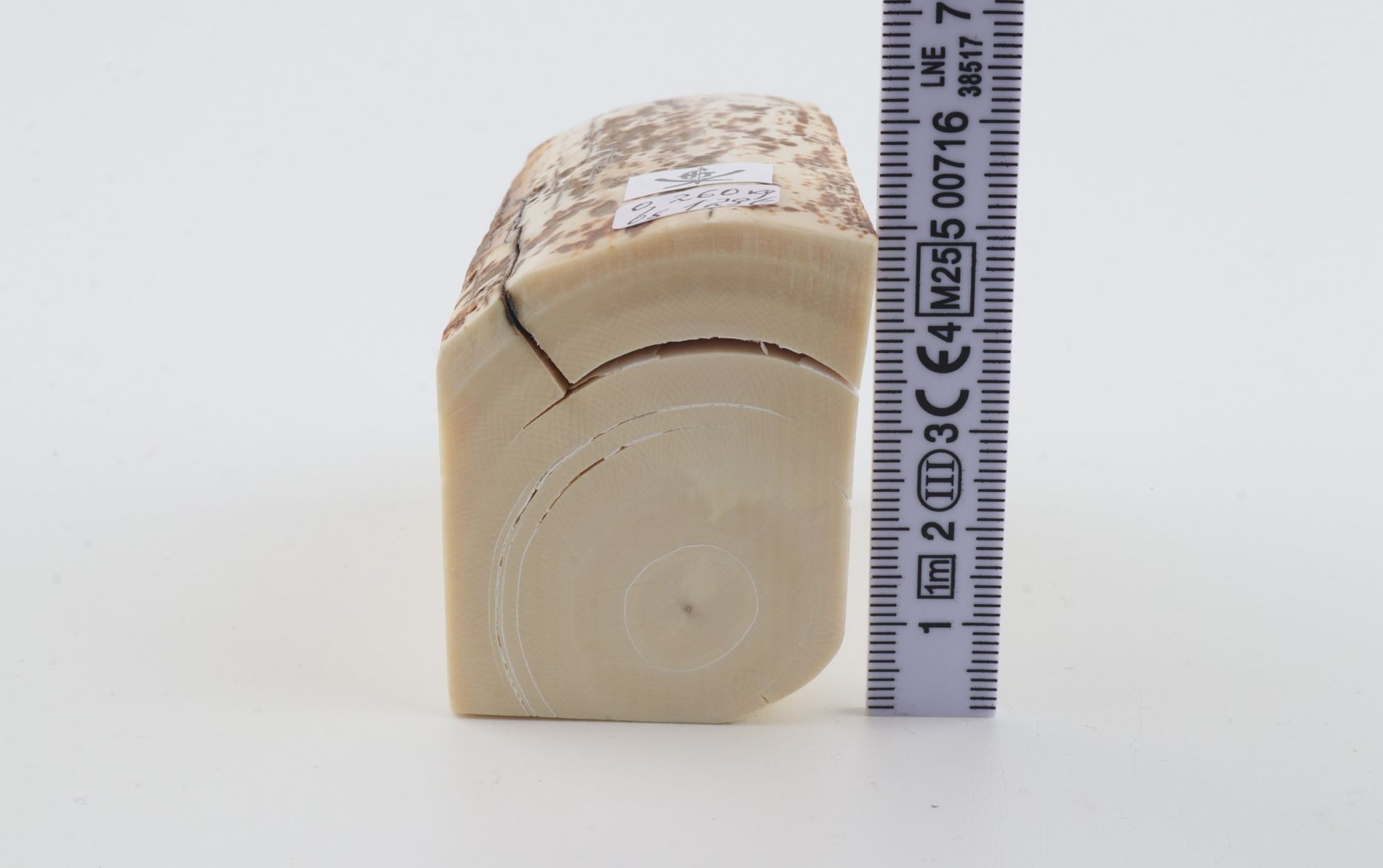White mammoth ivory piece