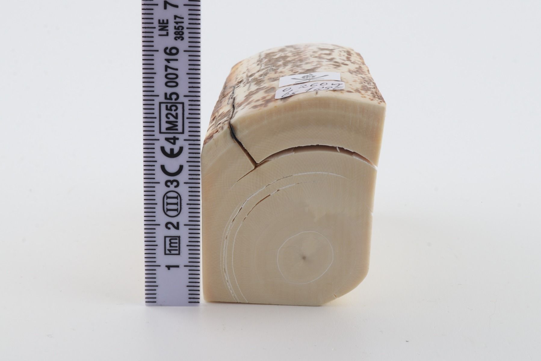 White mammoth ivory piece