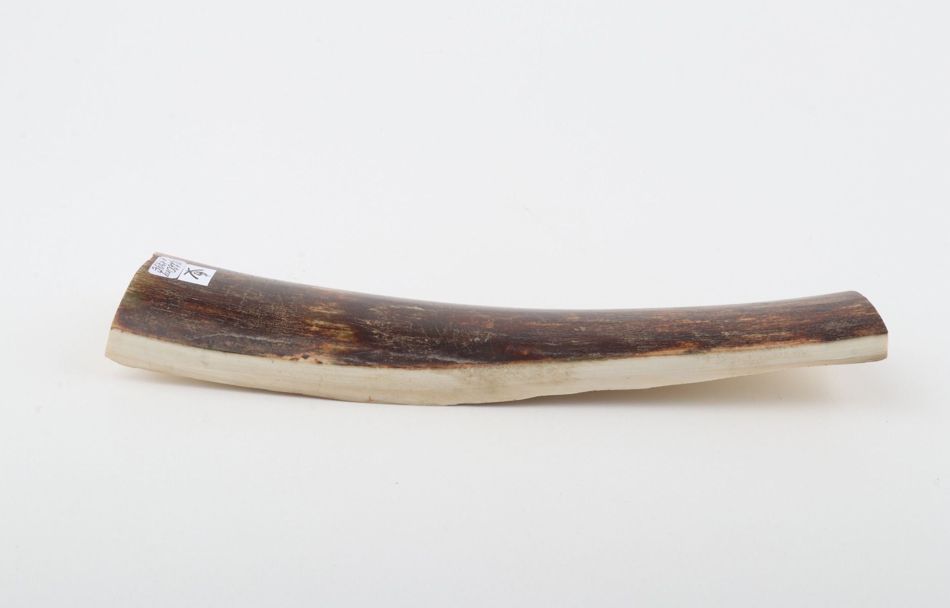 Brown-red mammoth bark
