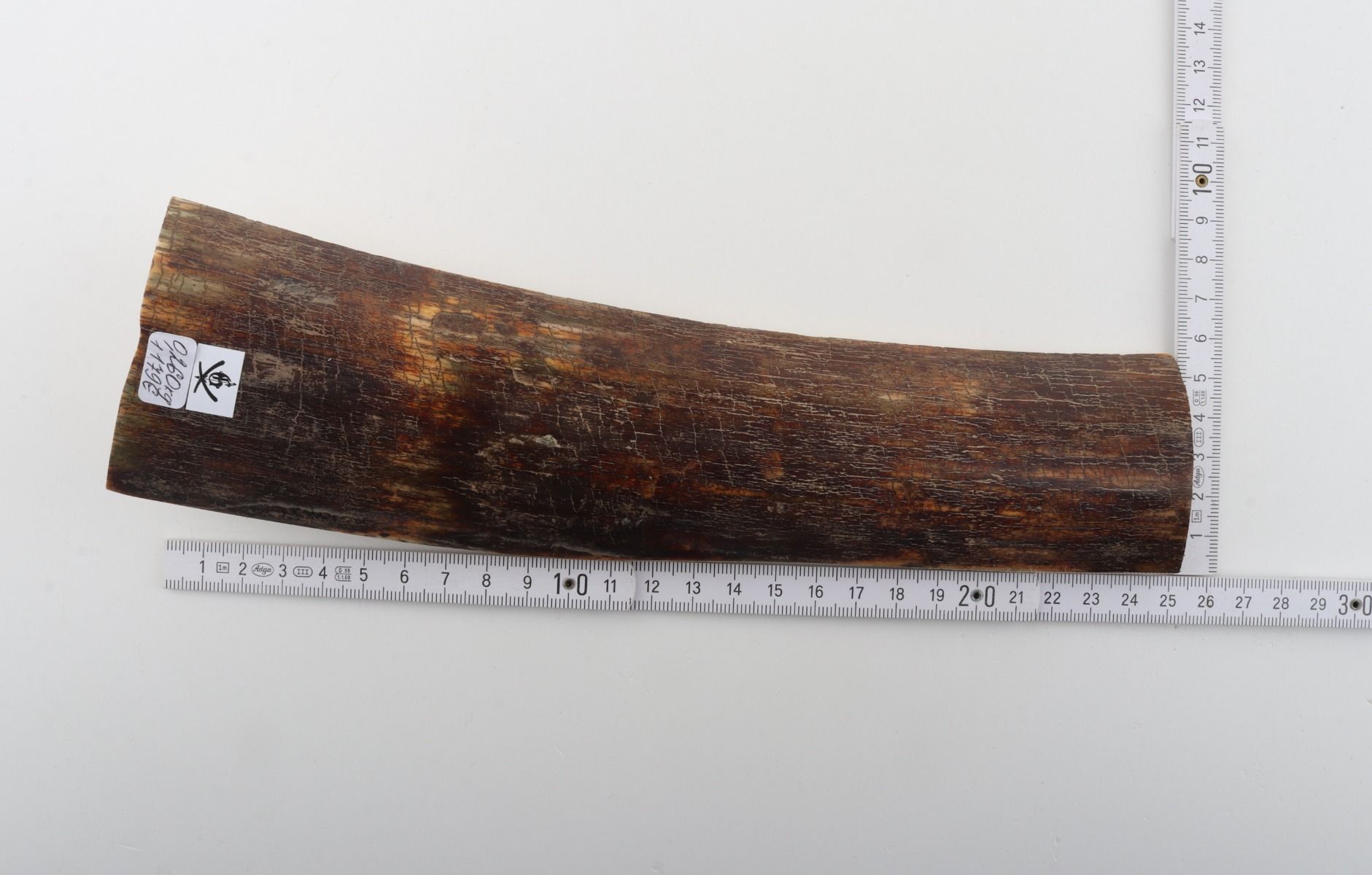Brown-red mammoth bark