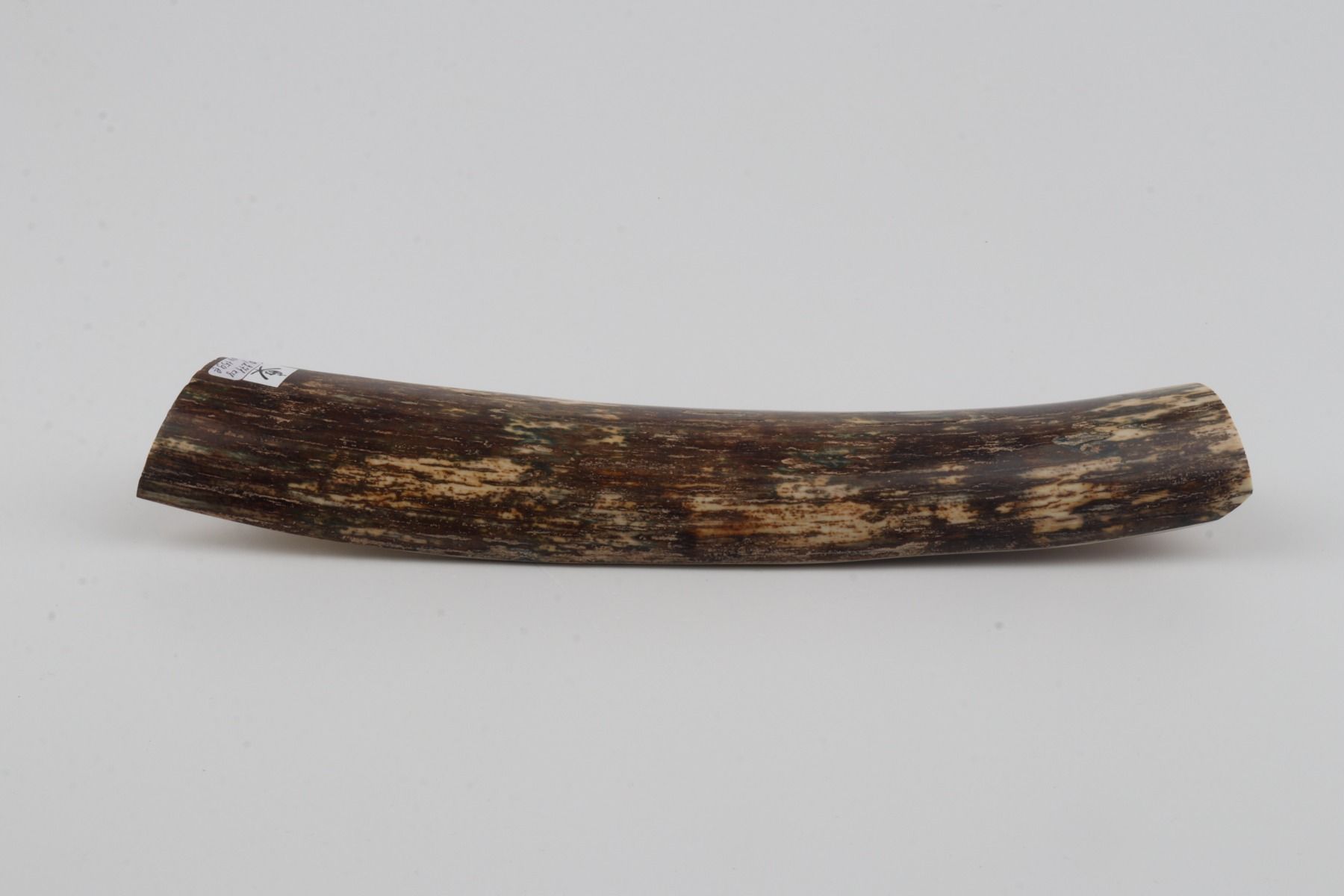 Brown mammoth bark
