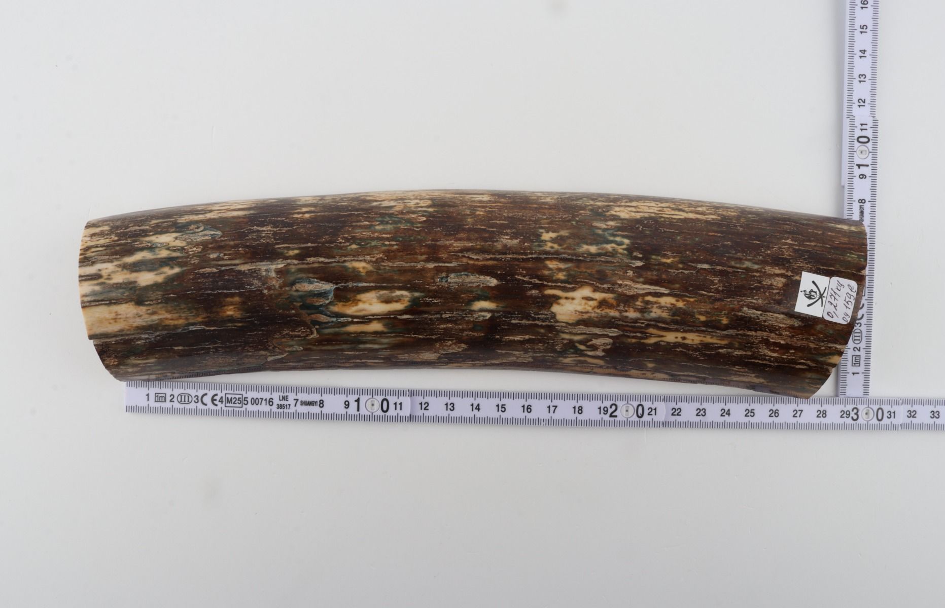 Brown mammoth bark