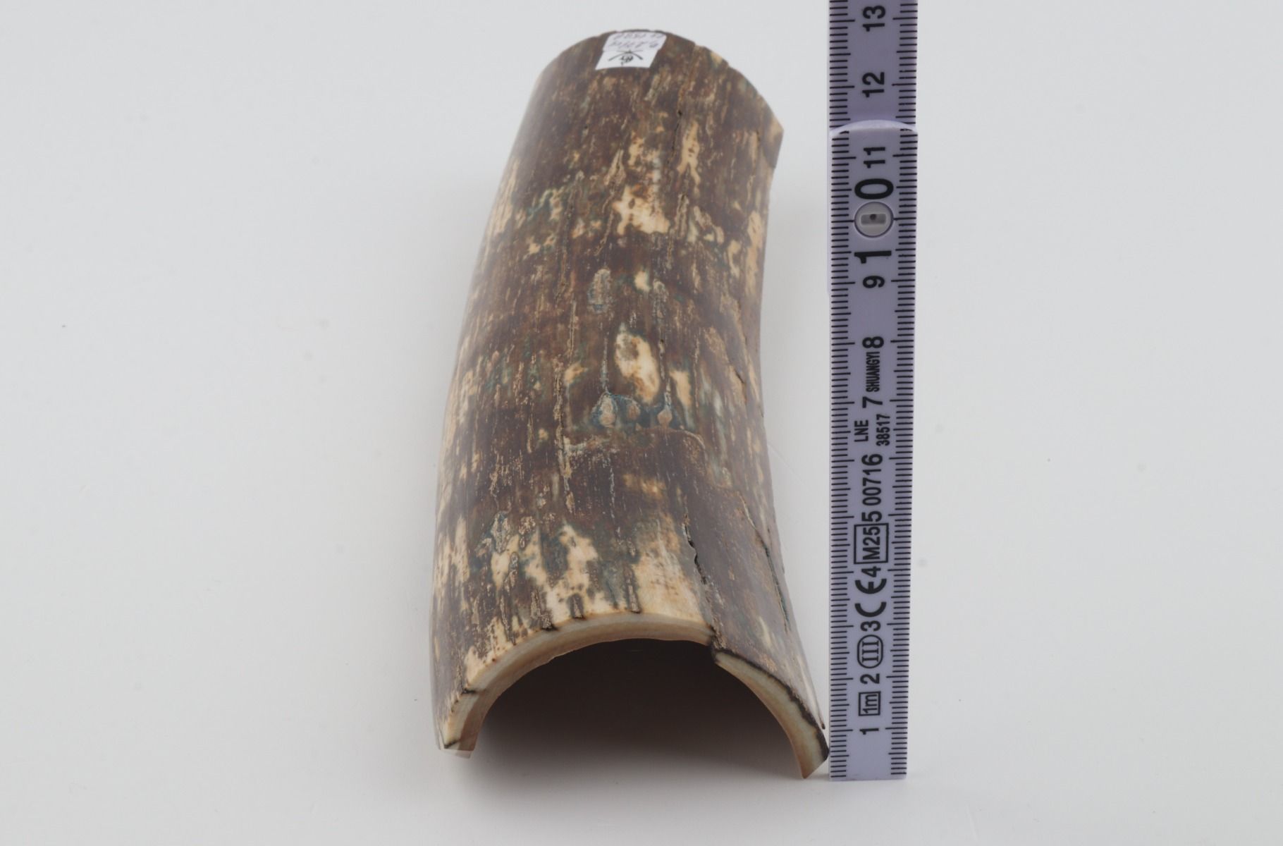 Brown mammoth bark