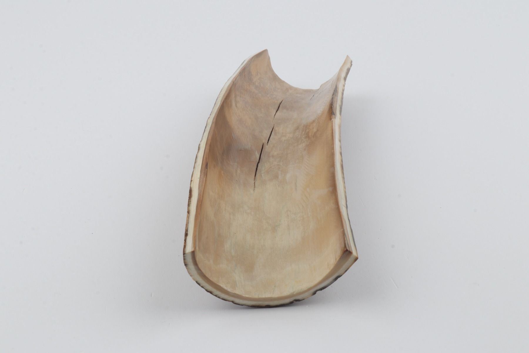Brown mammoth bark