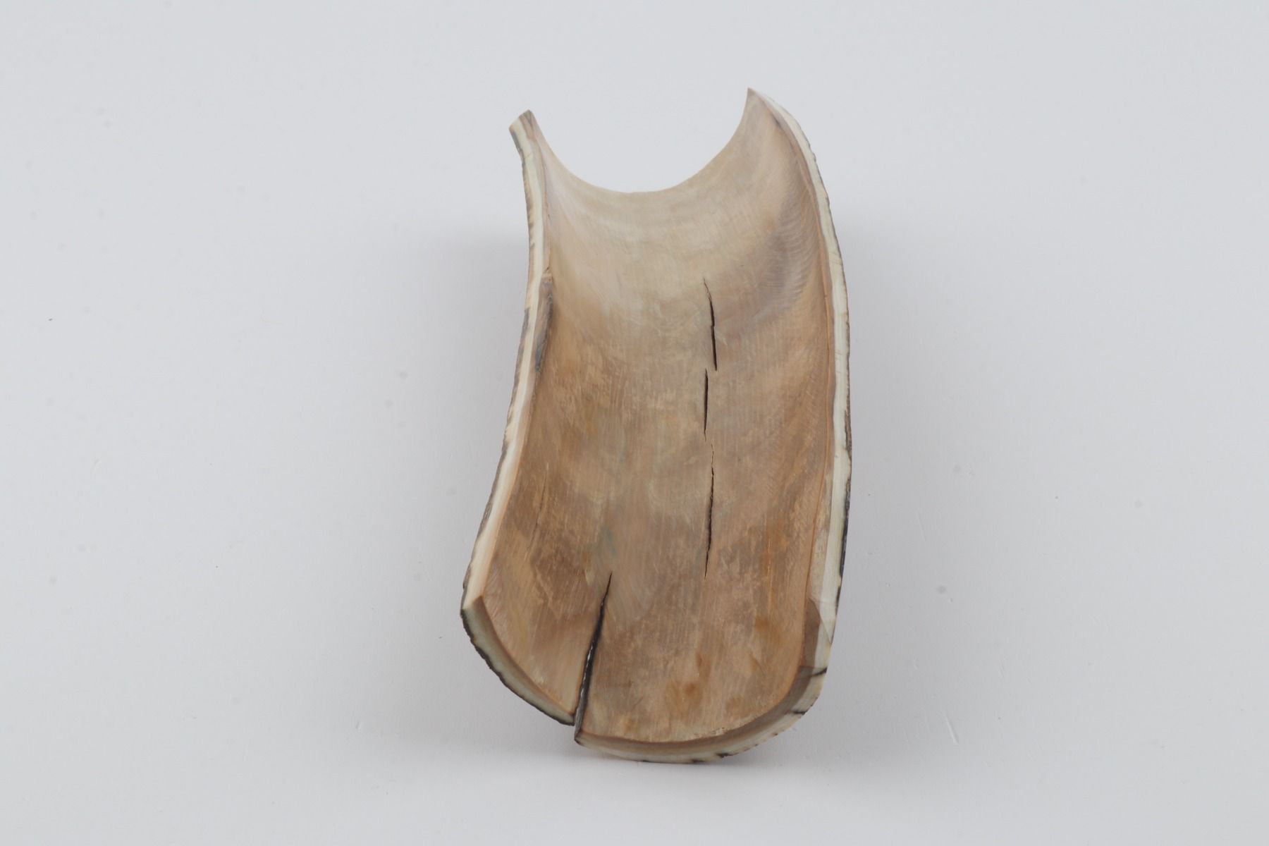 Brown mammoth bark