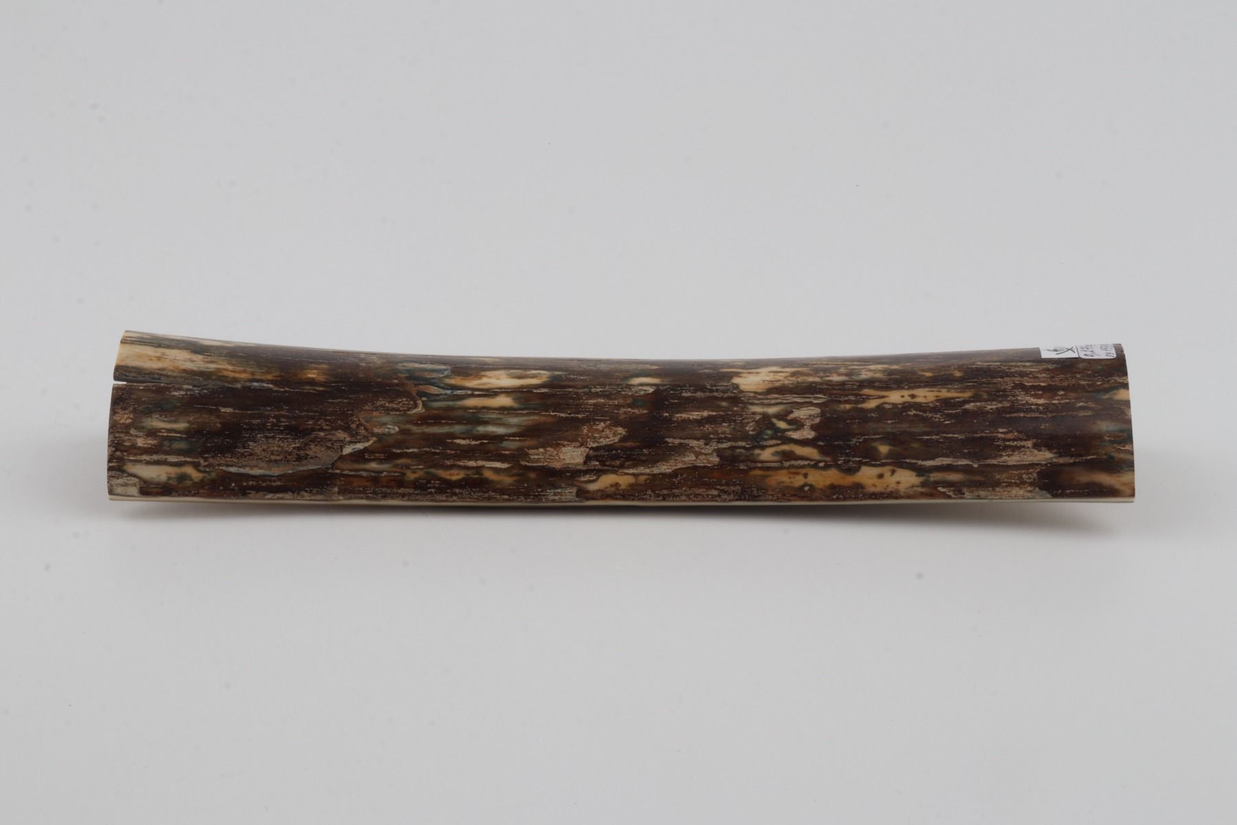 Brown mammoth bark